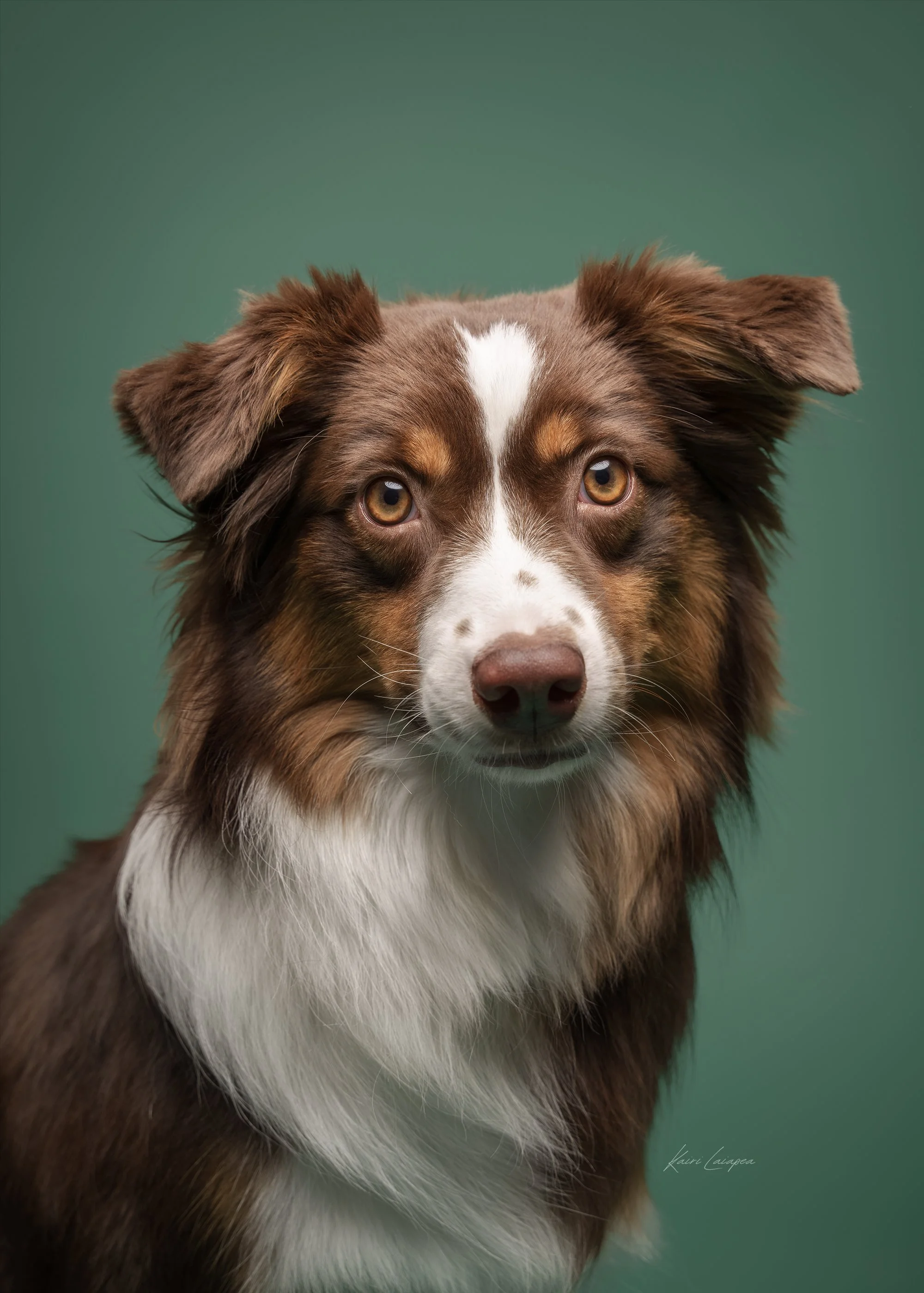 koerte pildistamine stuudioportree emotsionaalne professionaalne