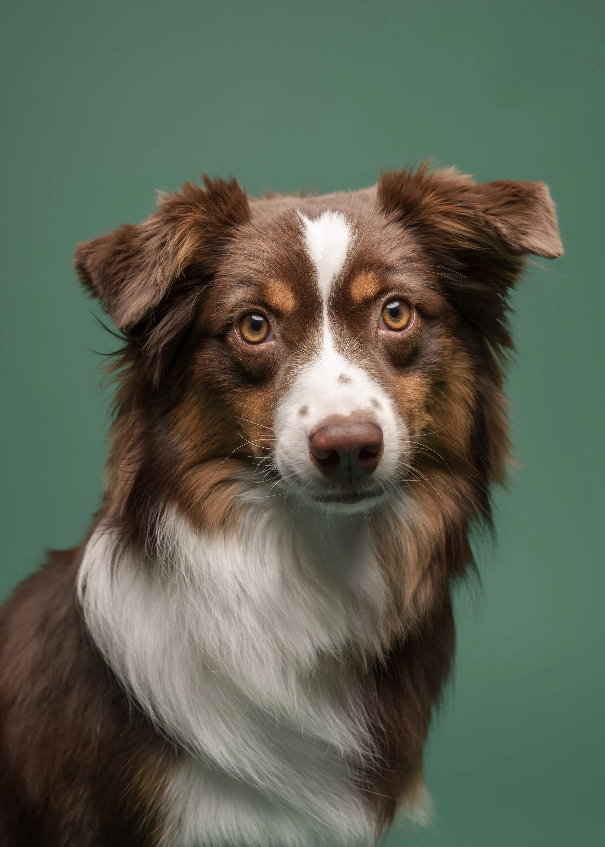 Koerte stuudiopildistamine lemmikloomapäeval Gardestis