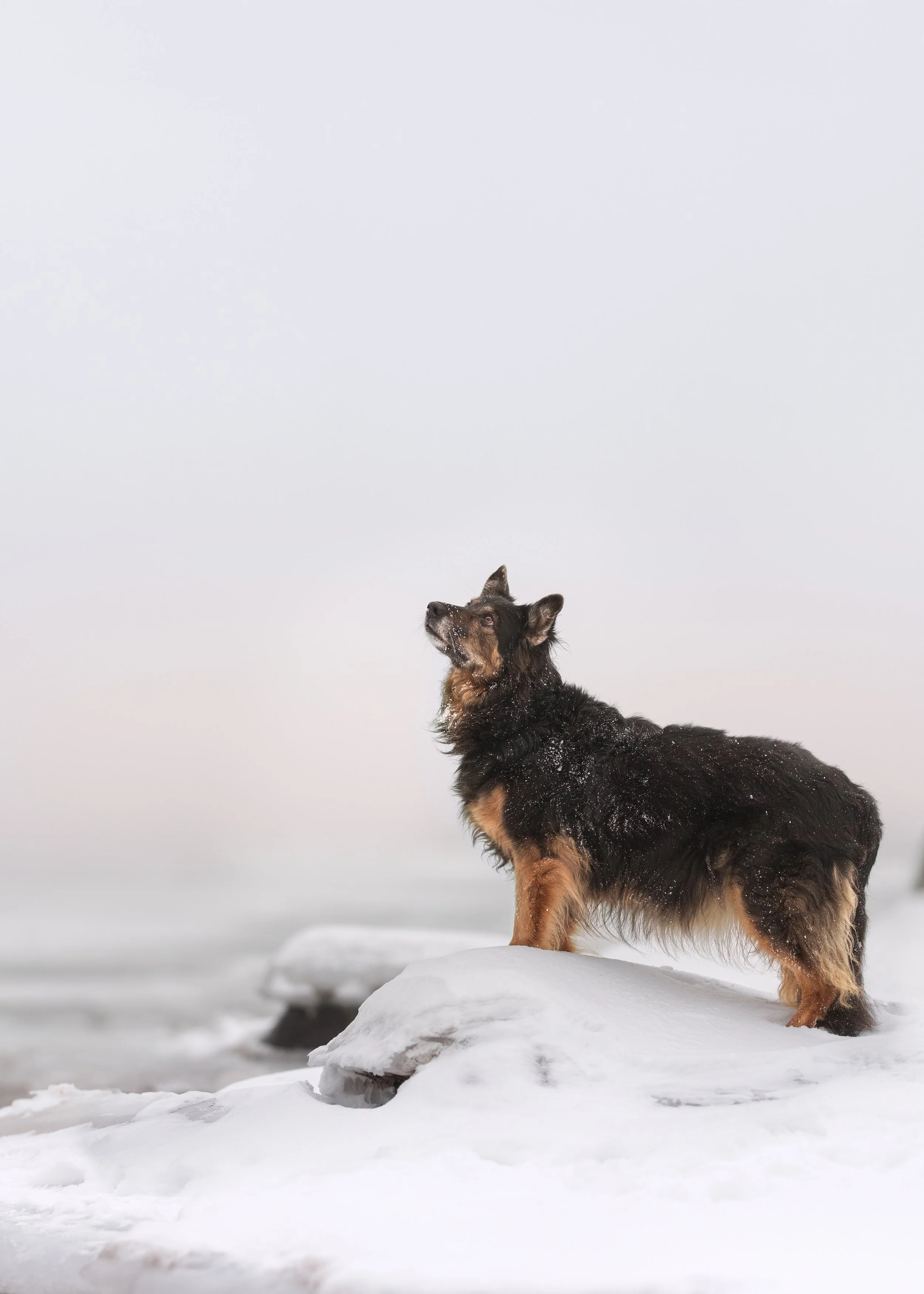 koera foto, koera pilt, koeraga jalutama, koerafotostuudio, koerte pildistamine, lemmikloomafotograaf, koer stuudios, fine art fototeos, emotsionaalne koeraportree