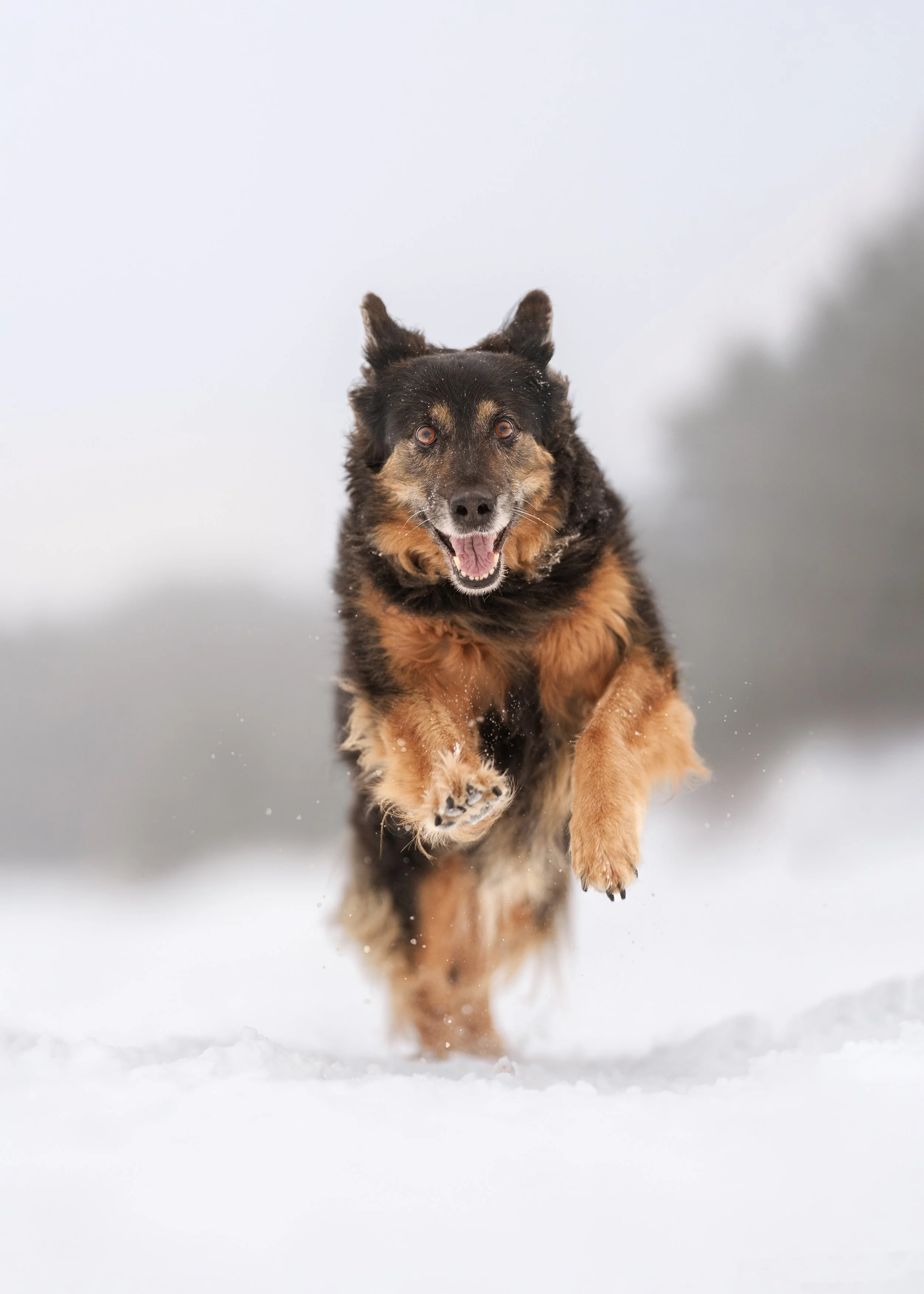 koera foto, koera pilt, koeraga jalutama, koerafotostuudio, koerte pildistamine, lemmikloomafotograaf, koer stuudios, fine art fototeos, emotsionaalne koeraportree