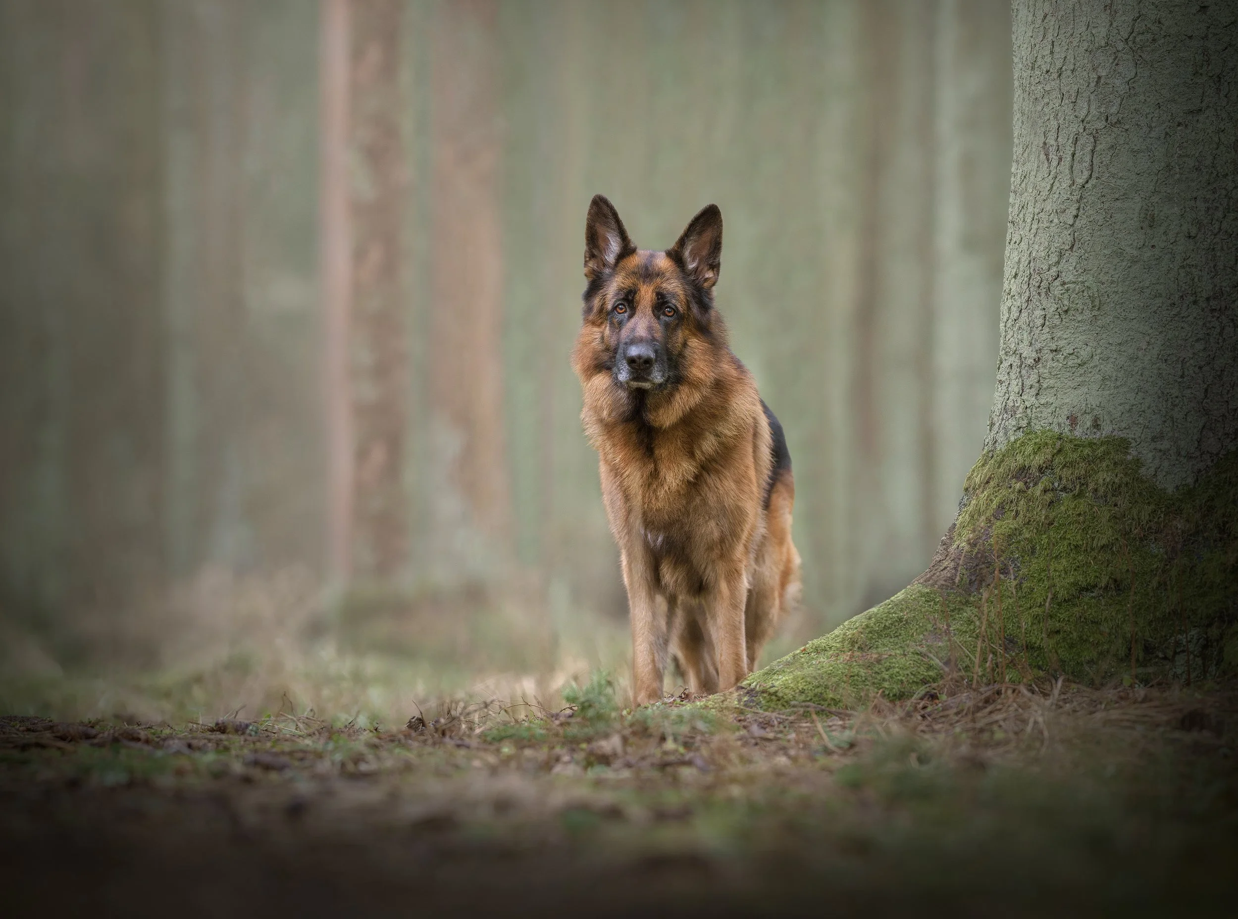koera pildistamine koerte fotosessioon, postimees lemmik fine art portreed.jpg