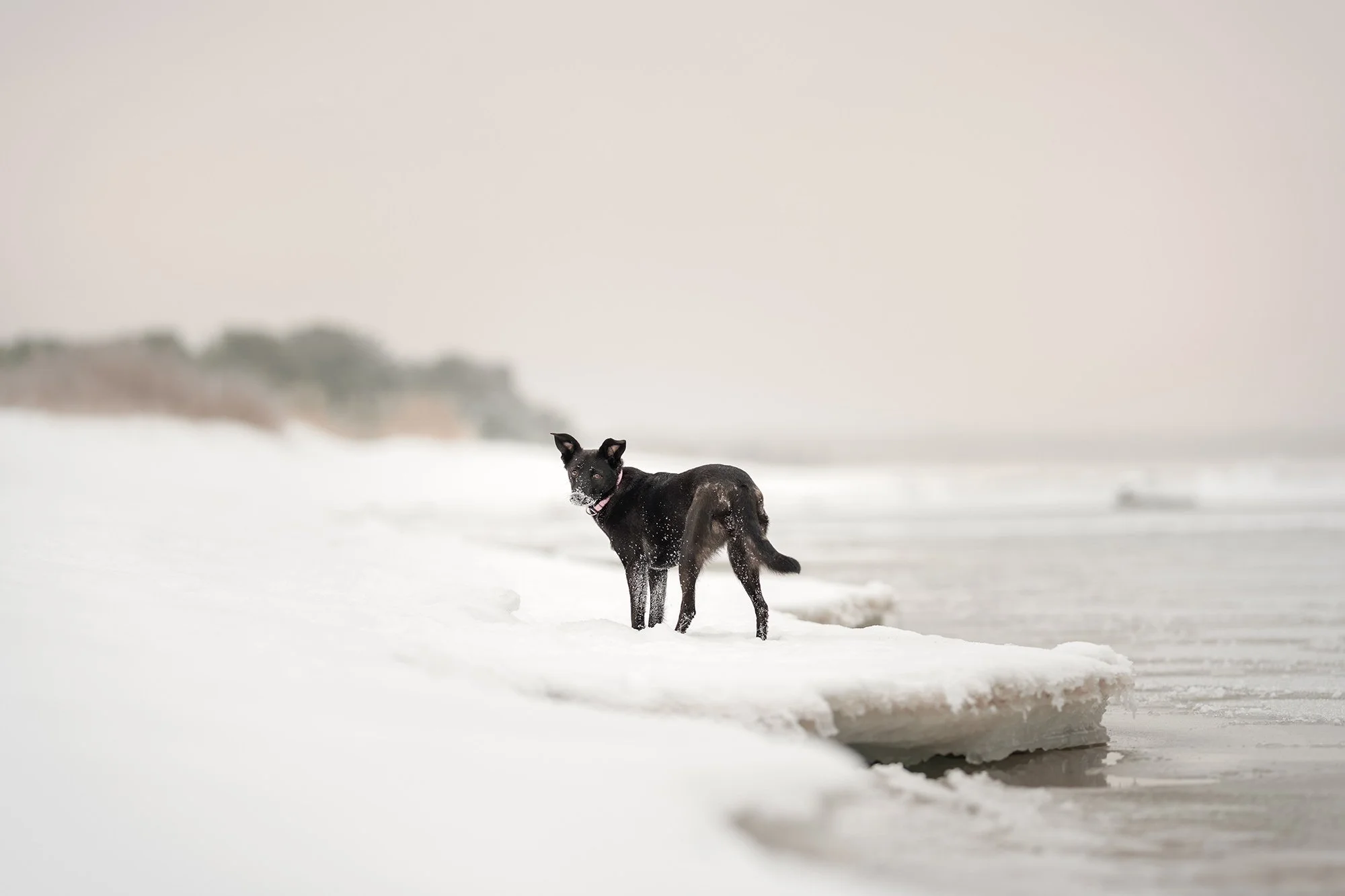 musta koera pildistamine harjumaa