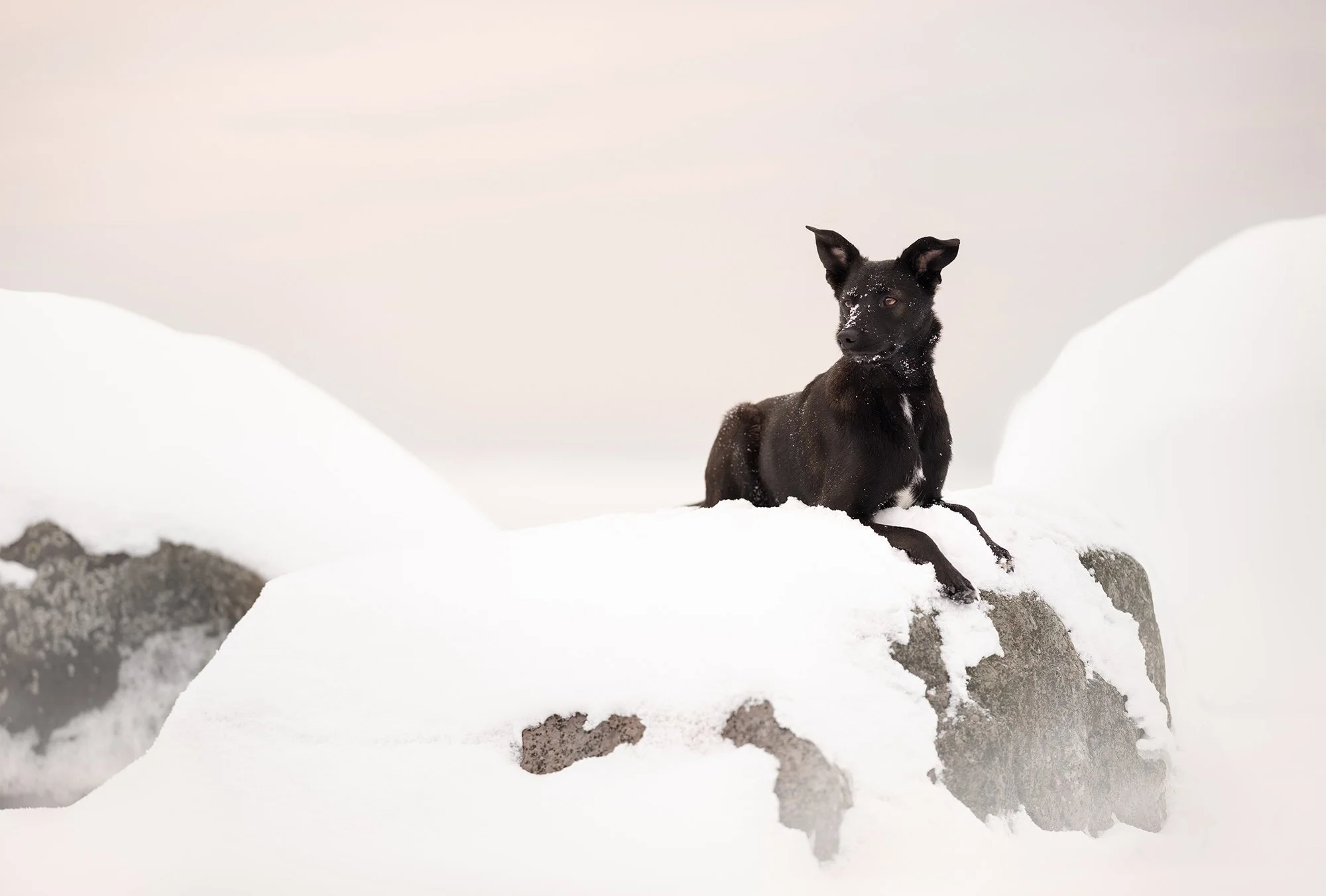musta koera pildistamine harjumaa