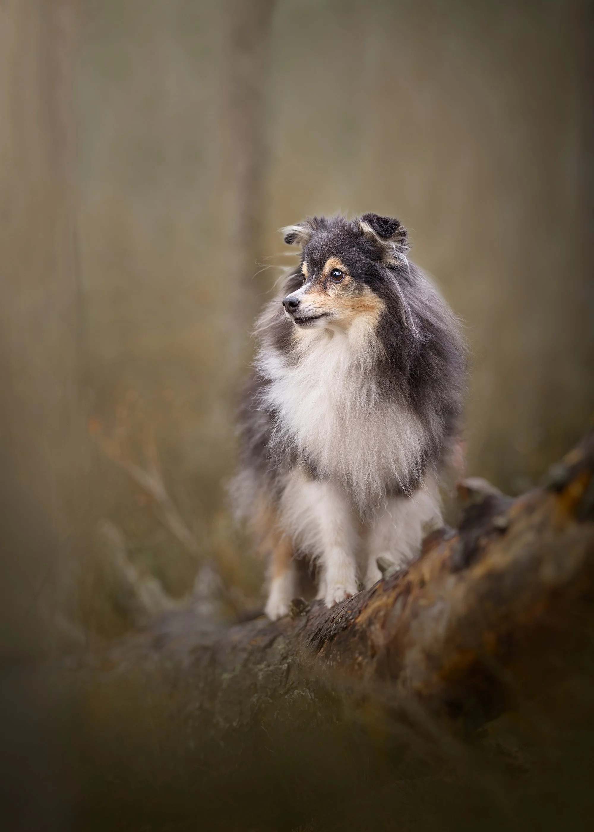 koerte pildistamine retriiver Eesti koertefotograaf Kairi koerafotostuudio, dog photography Estonia