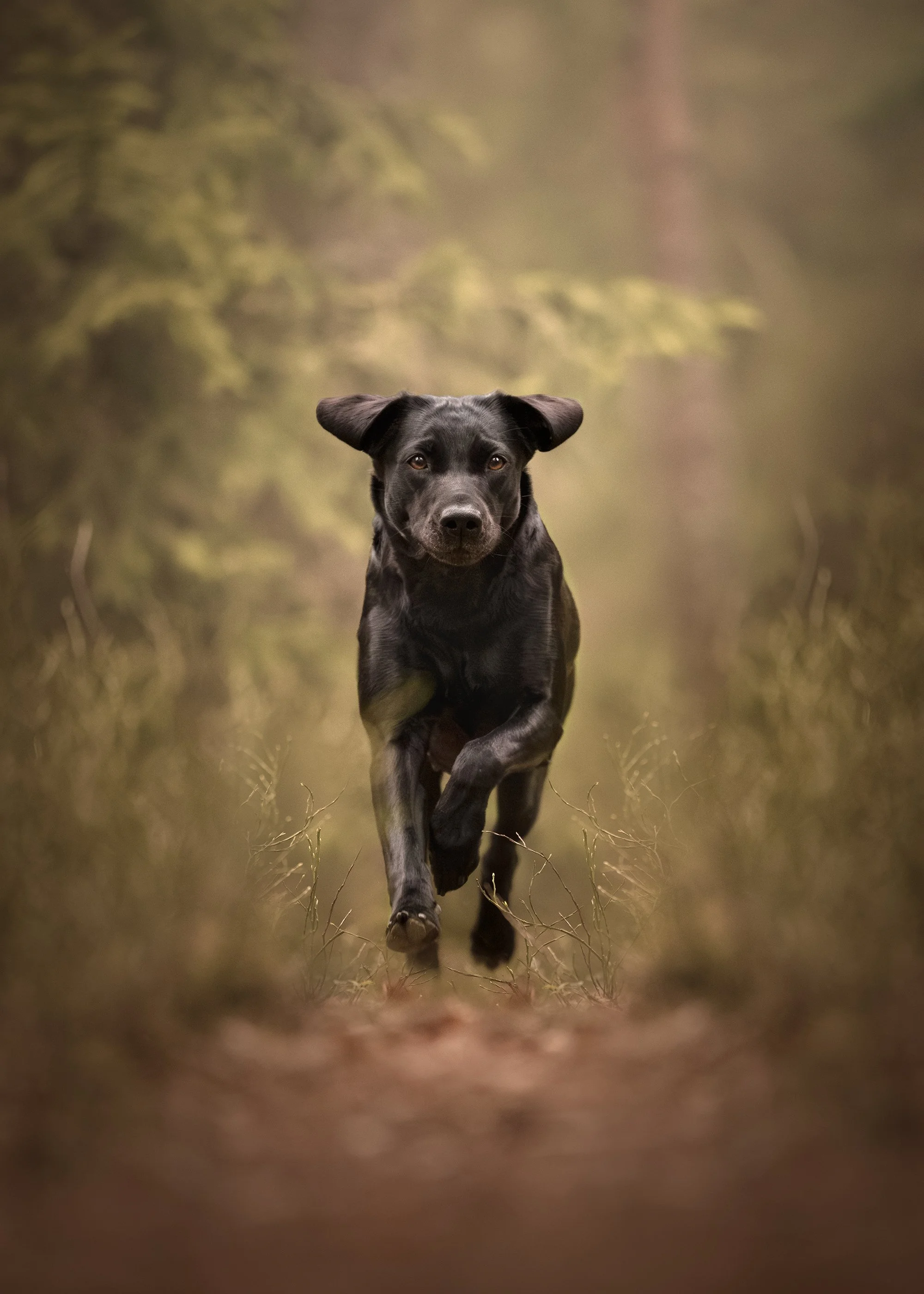 dog photographer fine art, eesti, seinateos, tallinn, koera pildistamine, koera foto, professionaalne koerte pildistamine eestis.jpg