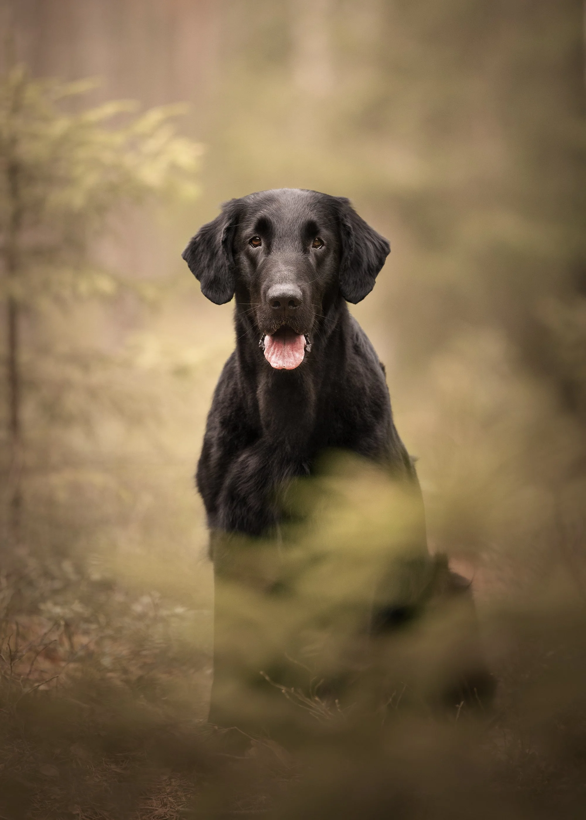 dog photographer fine art, eesti, seinateos, tallinn, koera pildistamine, koera foto, professionaalne koerte pildistamine eestis siledakarvaline koer.jpg