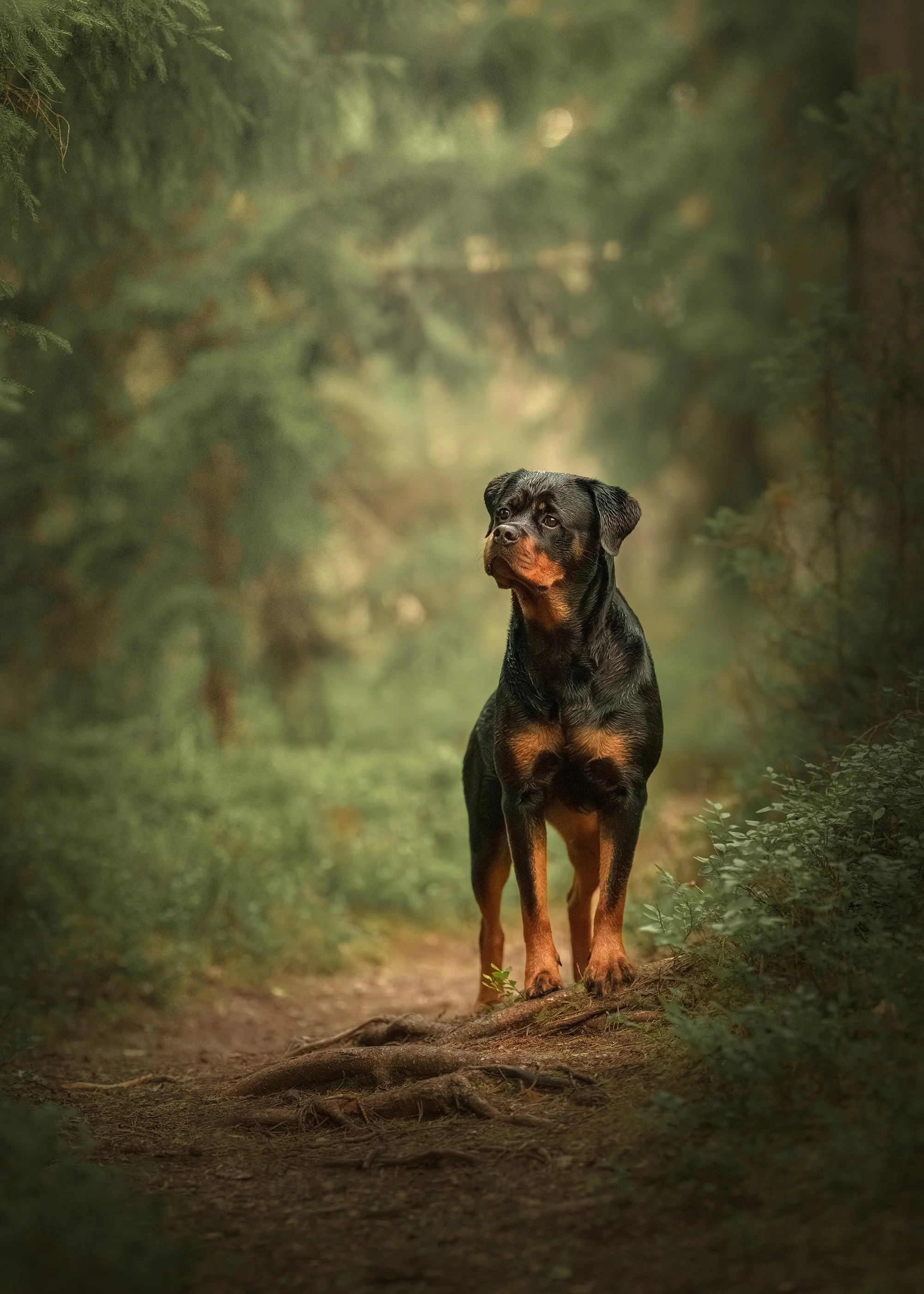 rottweiler, koera pildistamine viljandimaa koera foto koerte fotosessioon, pitl.jpg