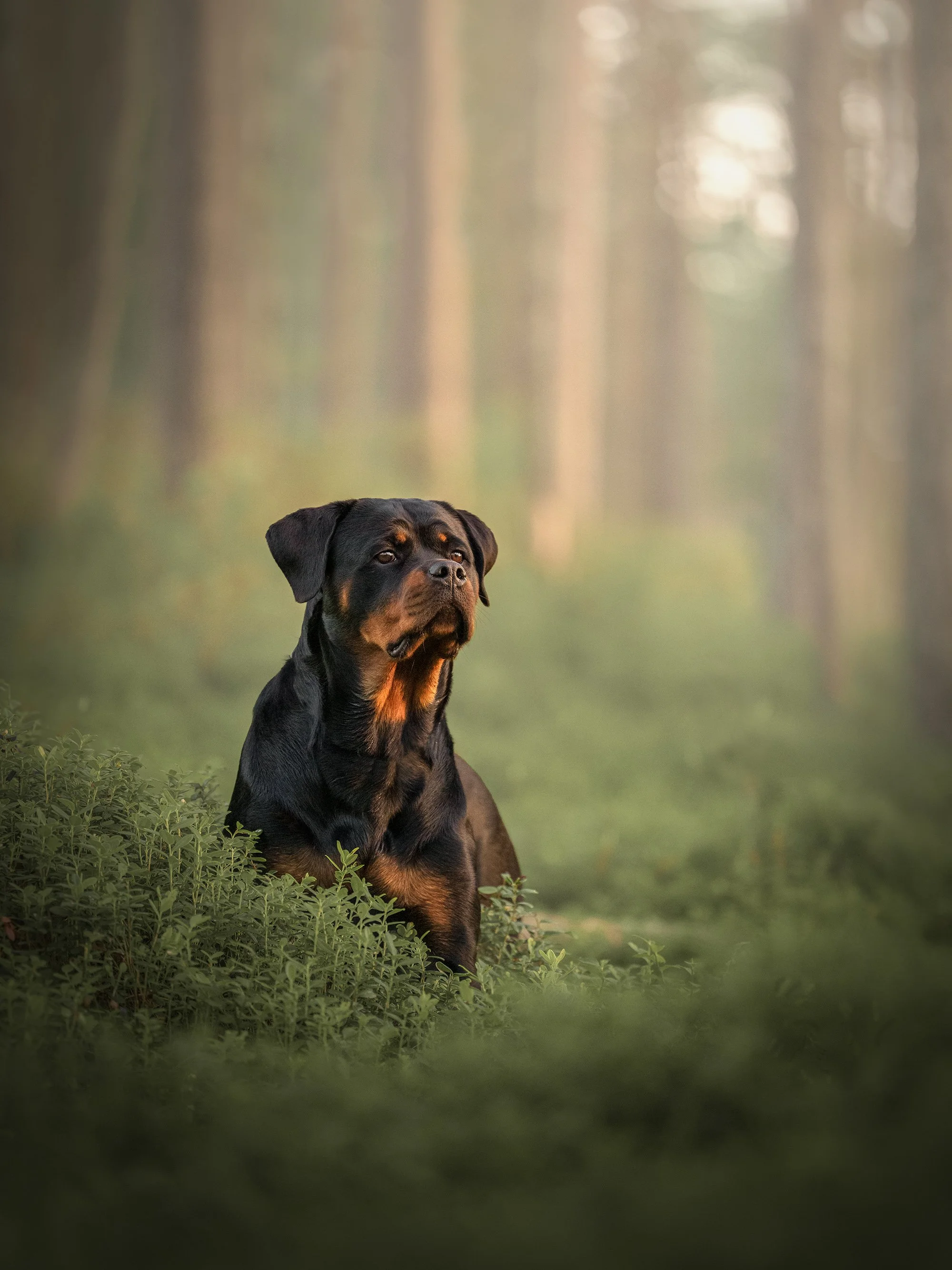 rottweiler, koera pildistamine viljandimaa koera foto koerte fotosessioon.jpg