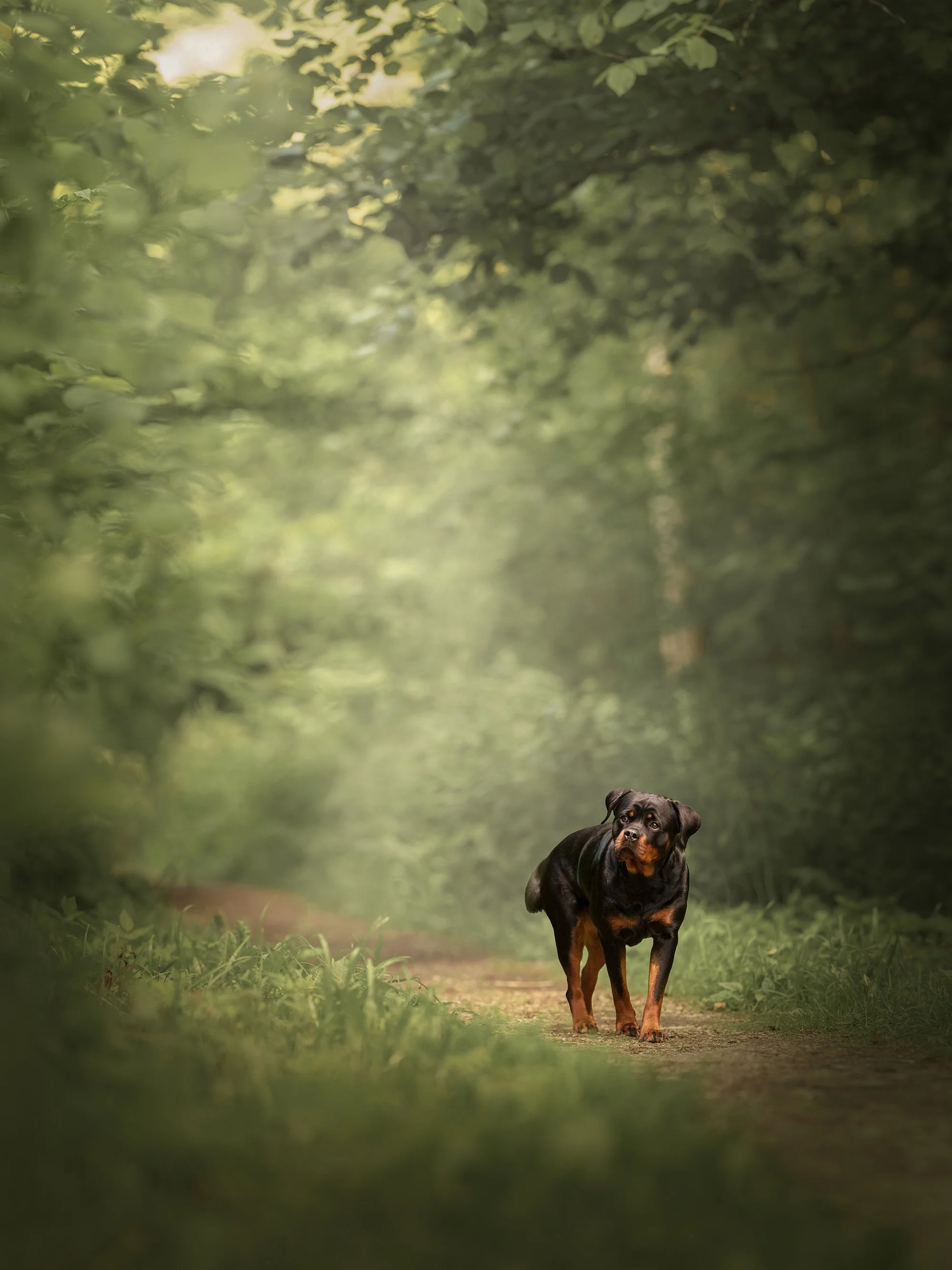 Rottweiler Yoko pildistamise seiklus Viljandimaa rabametsas