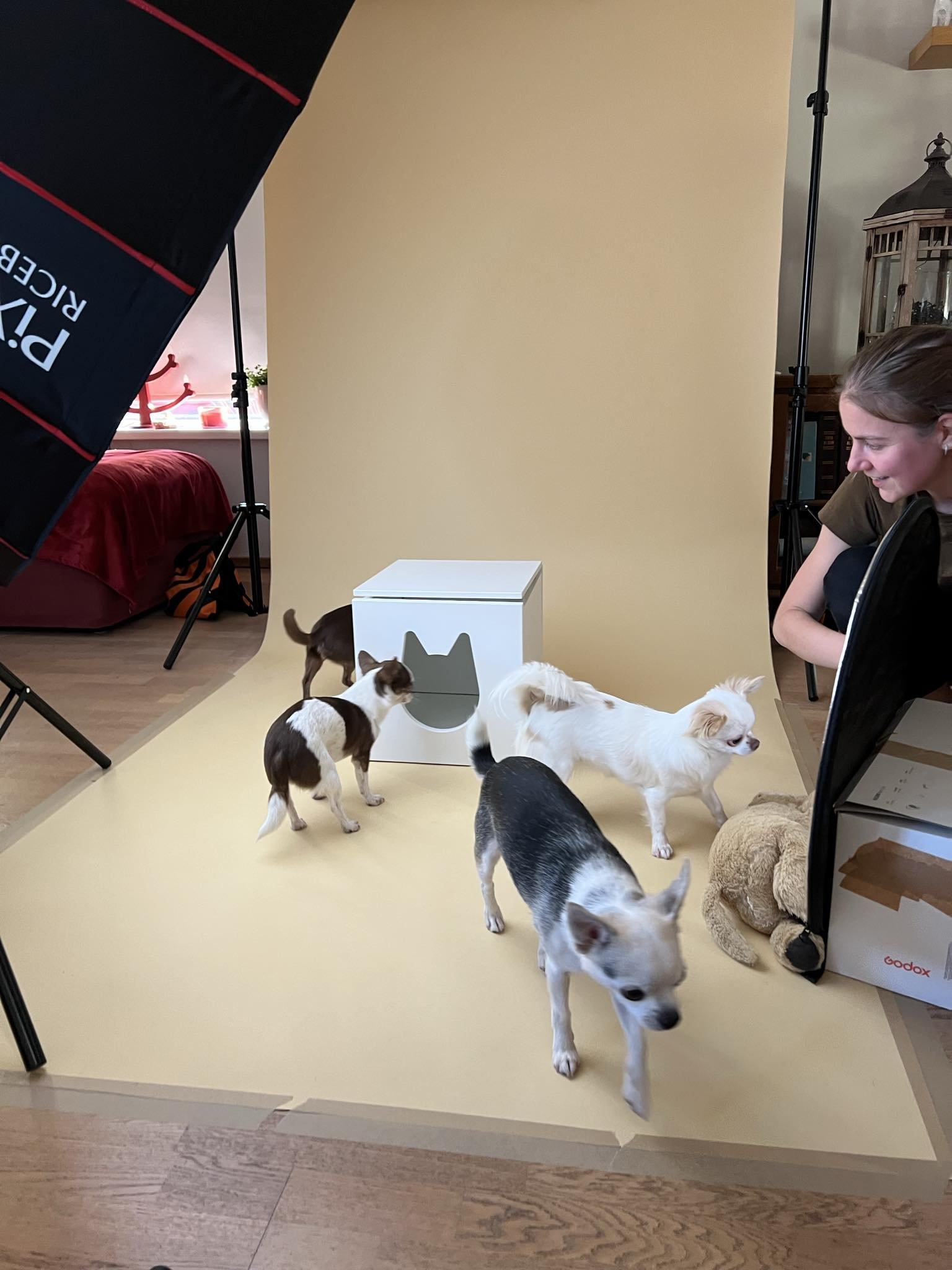 chihuahua pildistamine, koerafotostuudio, koera pildistamine stuudios