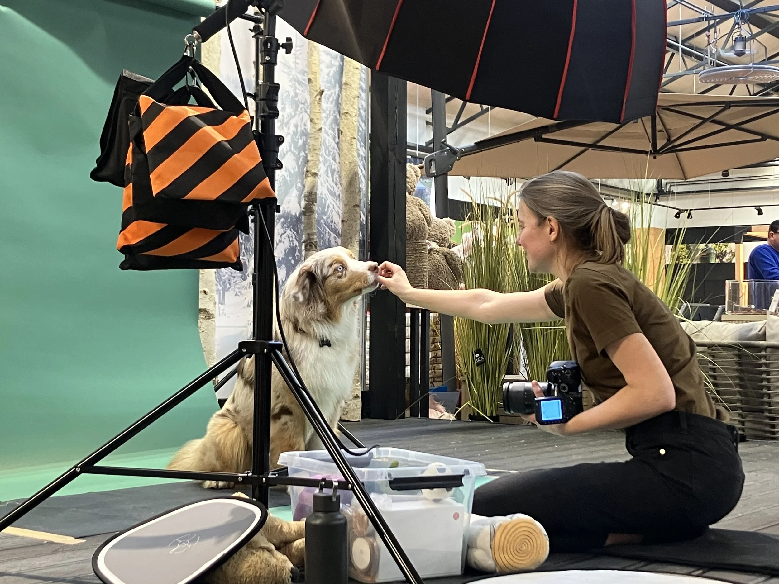 Koertefotograaf Kairi Eesti, koerte, koerafoto, koera pildid, fotosessioon koeraga, lemmiklooma pildistamine