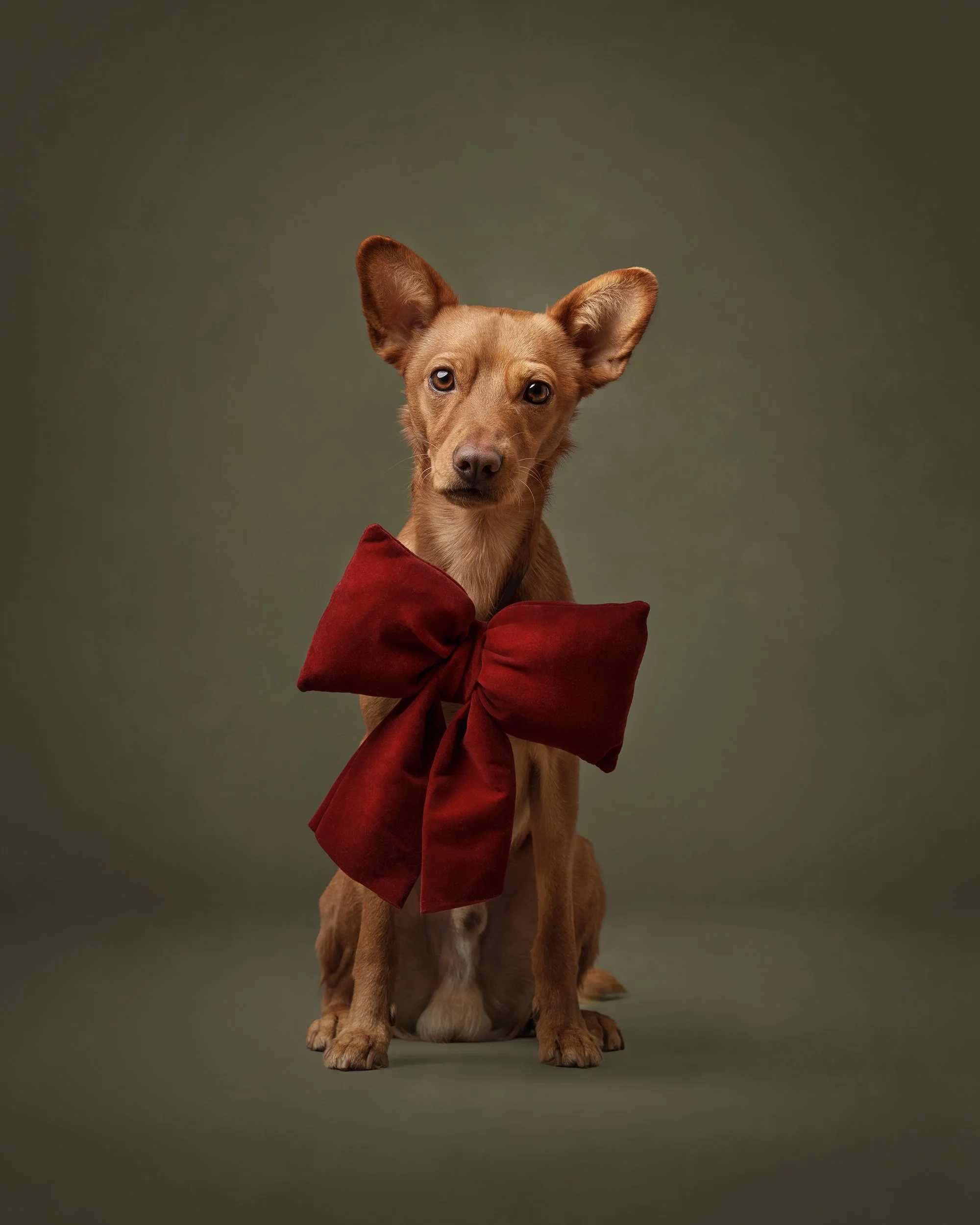 koerte pildistamine, koera pilt, Eesti, koertefotograaf Kairi, koerafoto, fotosessioon koeraga, koera pildistamine, koerte fotograafia, koerte pildid, lemmiklooma pildistamine, lemmikloomafotograaf, koerafotostuudio, stuudio koer, stuudiofotograafia 