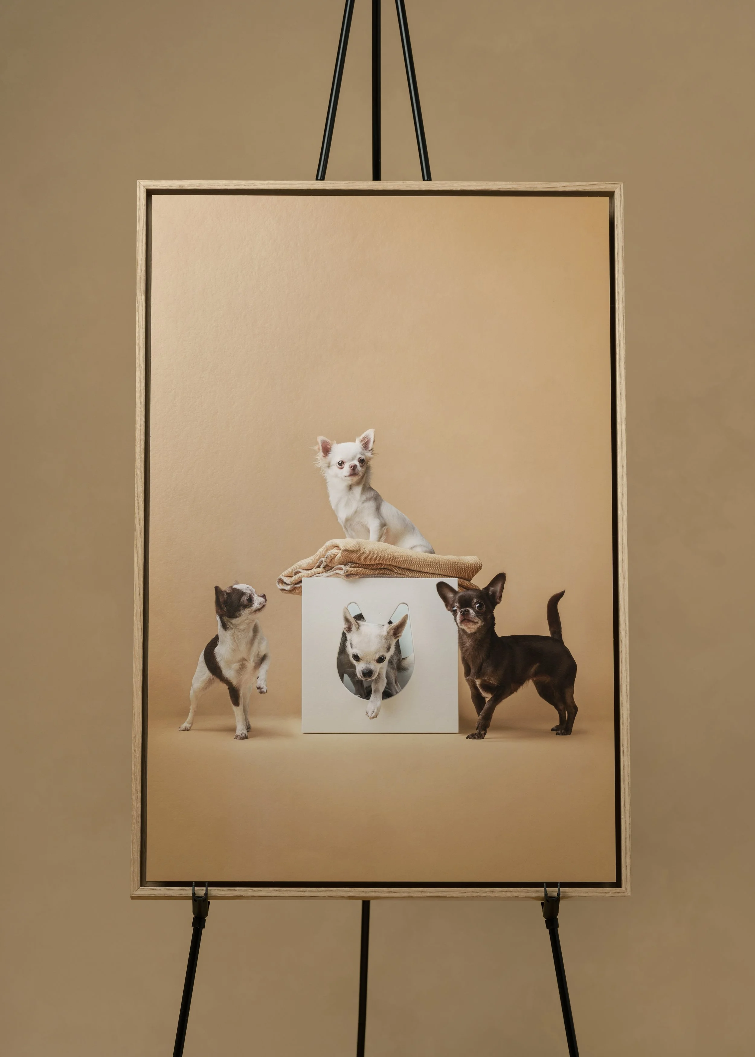 chihuahua pildistamine, koerafotostuudio, koera pildistamine stuudios