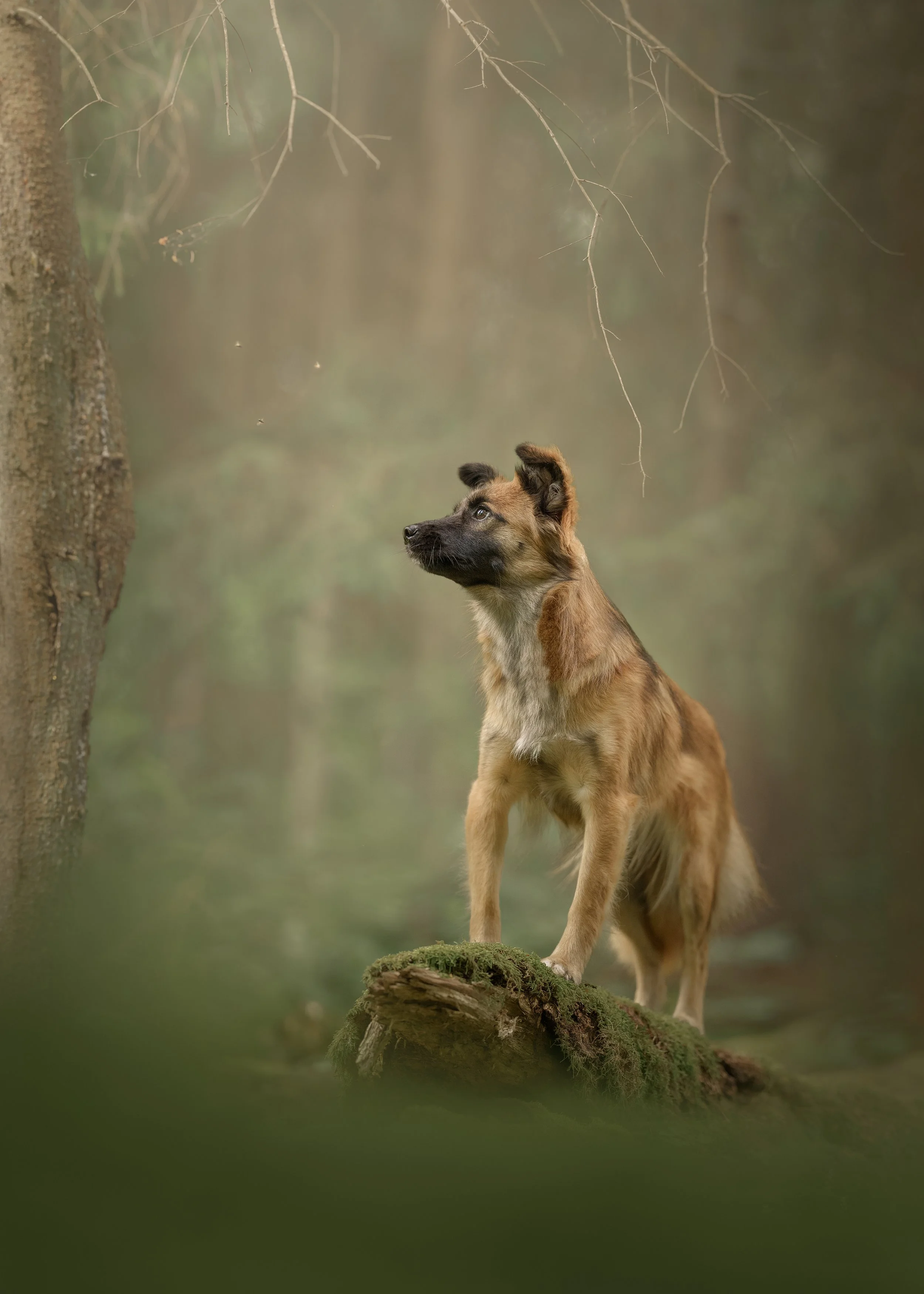 lemmiklooma pildistamine, koera foto, koerte pildistamine, koertefotograaf Kairi, koera pilt, lemmikloomafotograaf, koerafotostuudio, stuudio koer, stuudiofotograafia koer, dog photography Estonia, lemmikloomafotograaf, pet photographer, stuudiofotog