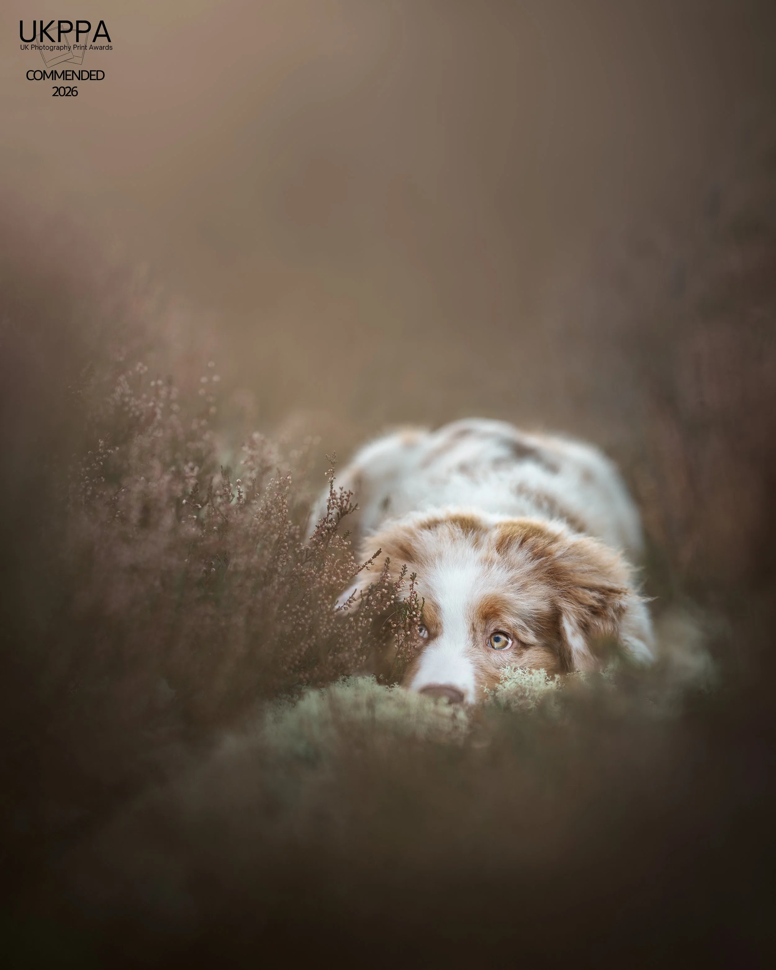 Koertefotograaf Kairi Eesti, koerte, koerafoto, koera pildid, fotosessioon koeraga, lemmiklooma pildistamine, koerte foto, lemmikloomafotograaf, koerafotostuudio, stuudio koer, stuudiofotograafia koer, dog photography, Estonia, dog photos, profession