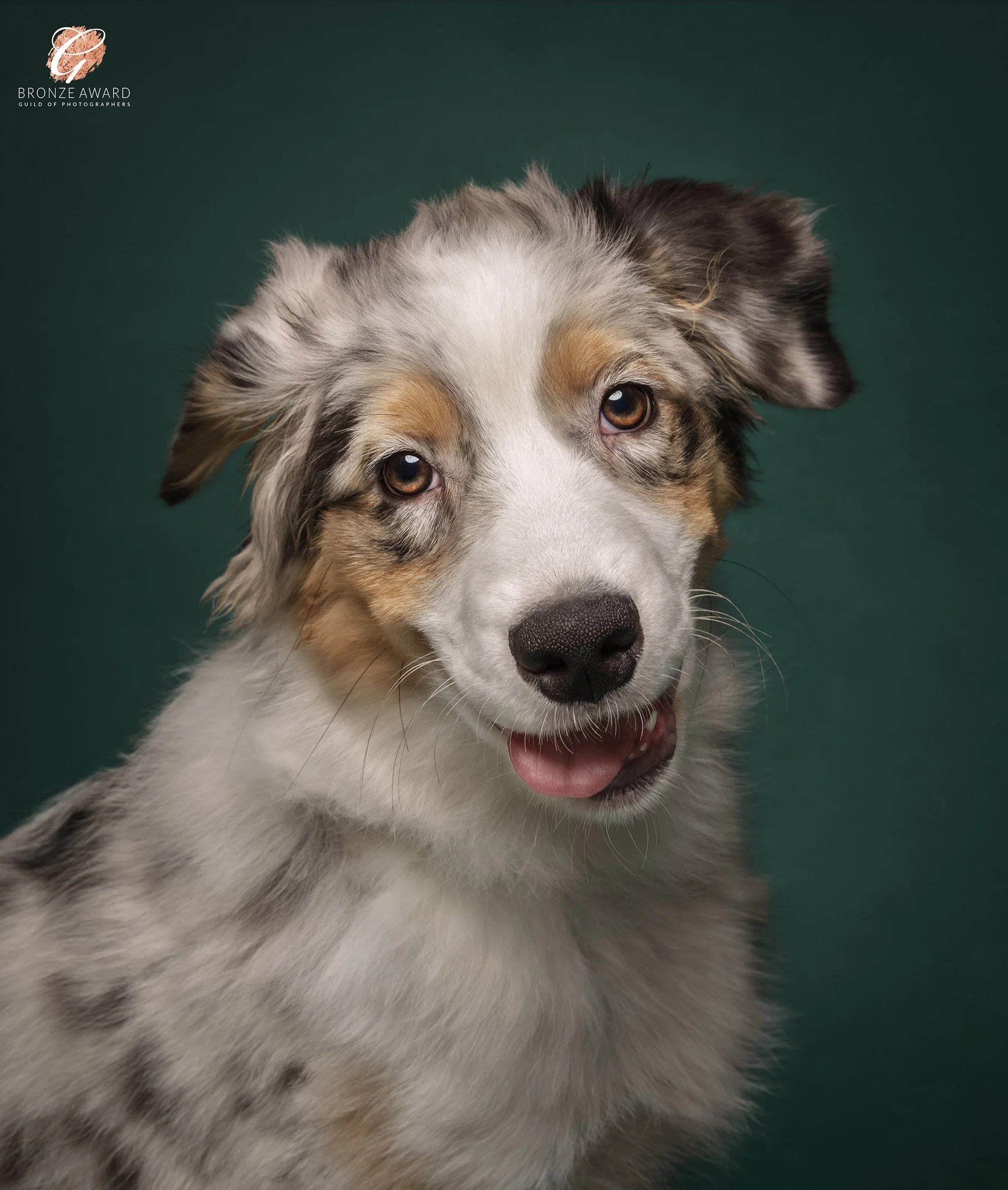 koerte pildistamine, Eesti, Tartu koertefotograaf Kairi, koerafoto, fotosessioon koeraga, koera pildistamine, koerte fotograafia, koerte pildid, lemmiklooma pildistamine, lemmikloomafotograaf, koerafotostuudio, stuudio koer, stuudiofotograafia koer, 