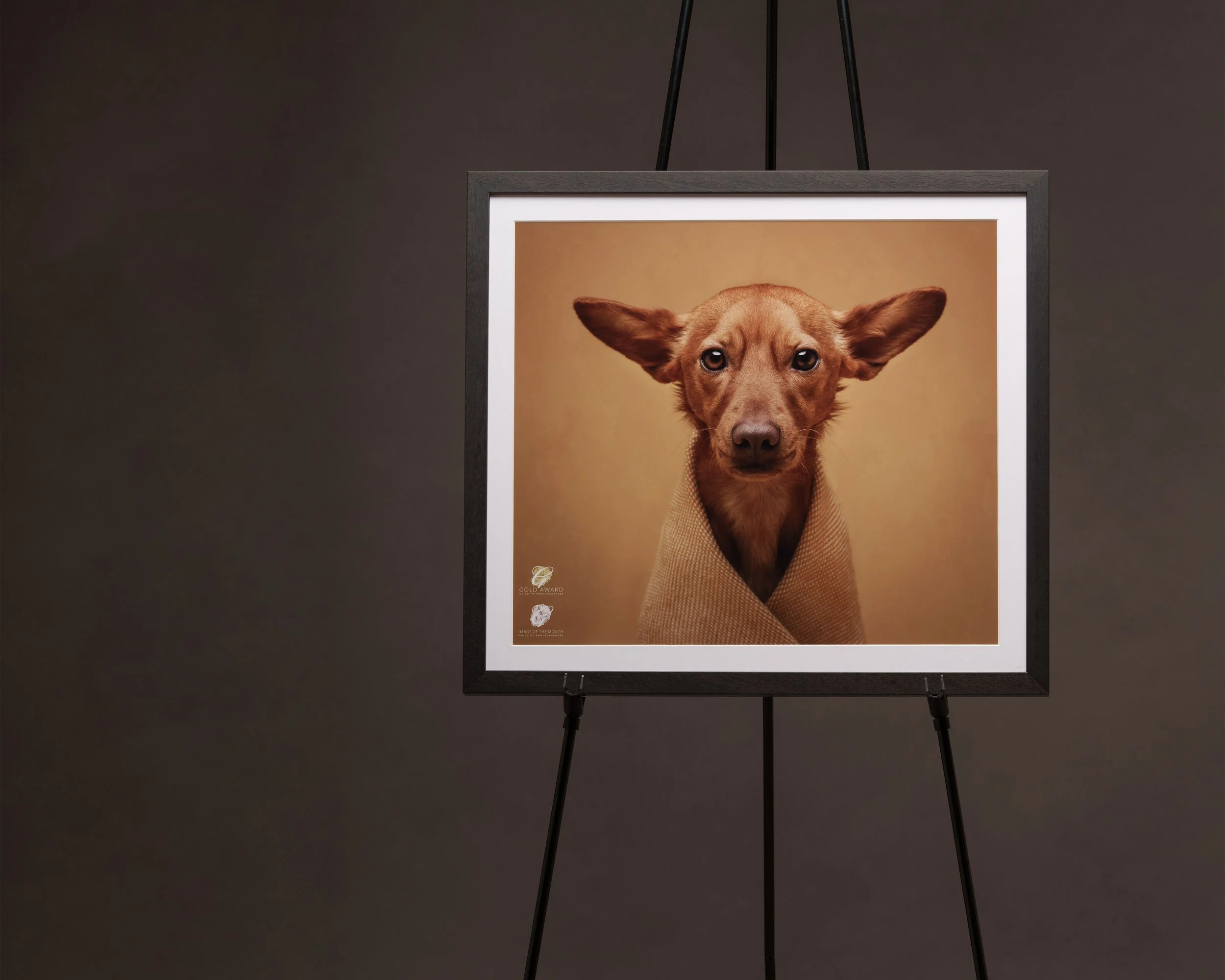 koerte pildistamine Eesti Tartu koertefotograaf Kairi seinateosed, dog photography estonia