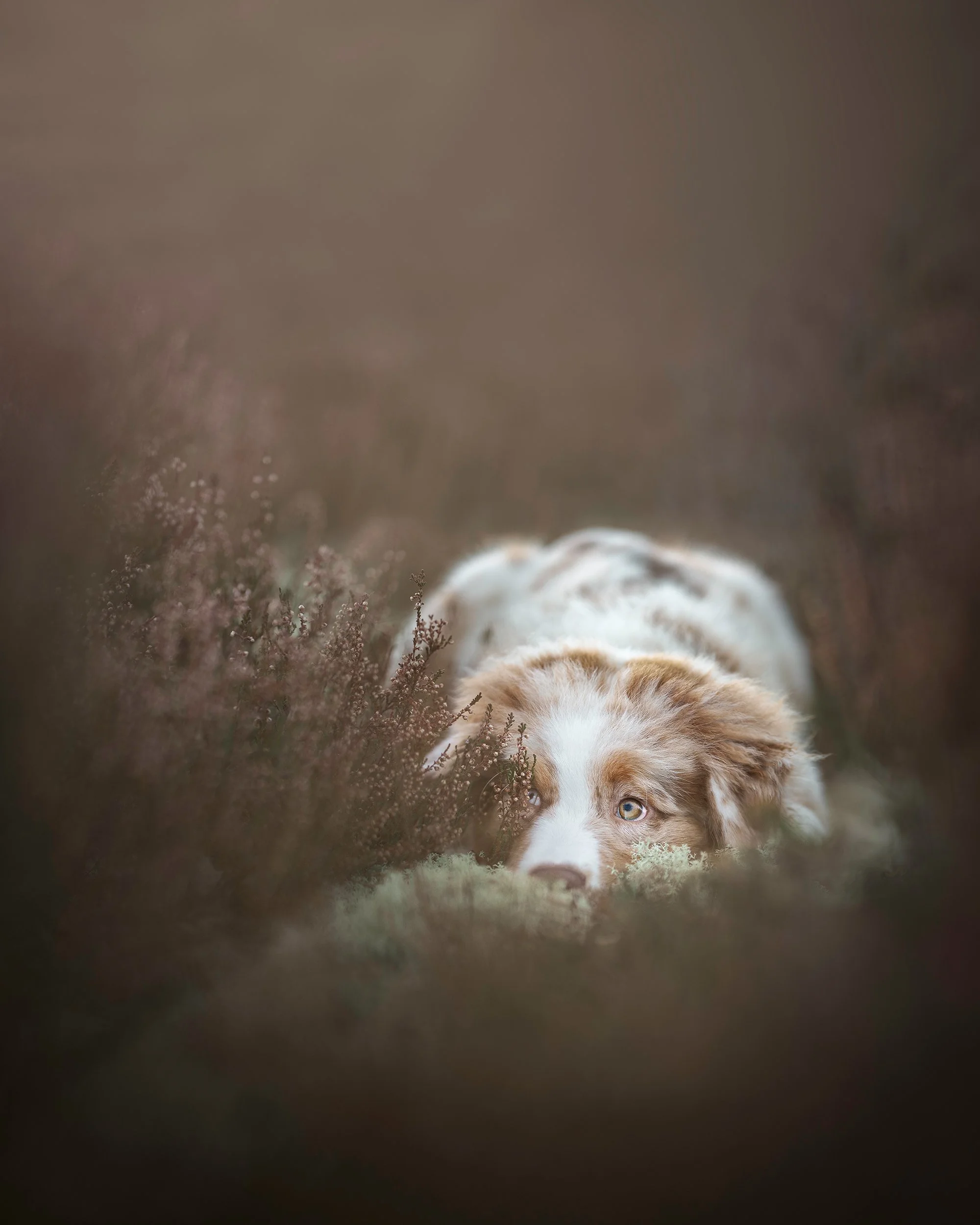 koerte pildistamine, Eesti, koertefotograaf Kairi, koerafoto, fotosessioon koeraga, koera pildistamine, koerte fotograafia, koerte pildid, lemmiklooma pildistamine, lemmikloomafotograaf, koerafotostuudio, stuudio koer, stuudiofotograafia koer, austra