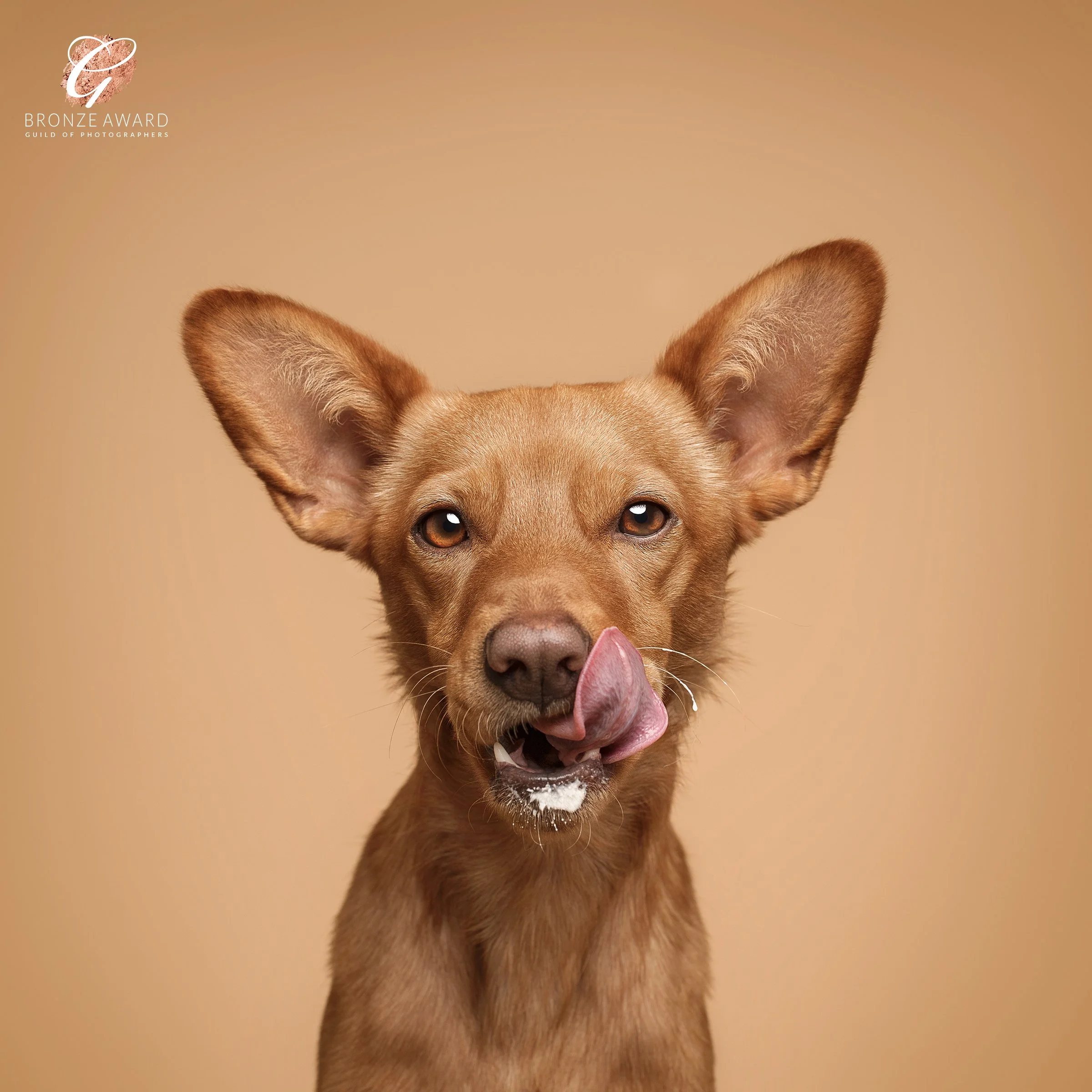 koerte pildistamine, Eesti, koertefotograaf Kairi, koerafoto, fotosessioon koeraga, koera pildistamine, koerte fotograafia, koerte pildid, lemmiklooma pildistamine, lemmikloomafotograaf, koerafotostuudio, stuudio koer, stuudiofotograafia koer, dog ph