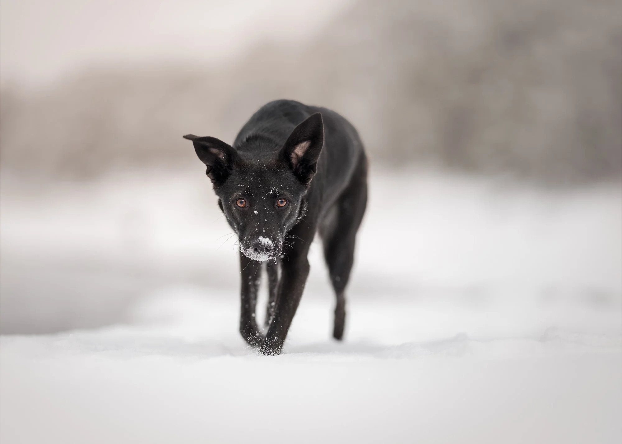 koertefotograafia, koertefotograaf Kairi, Eesti, lemmikloomafoto, loomafoto, koerafotostuudio, dog photography Estonia