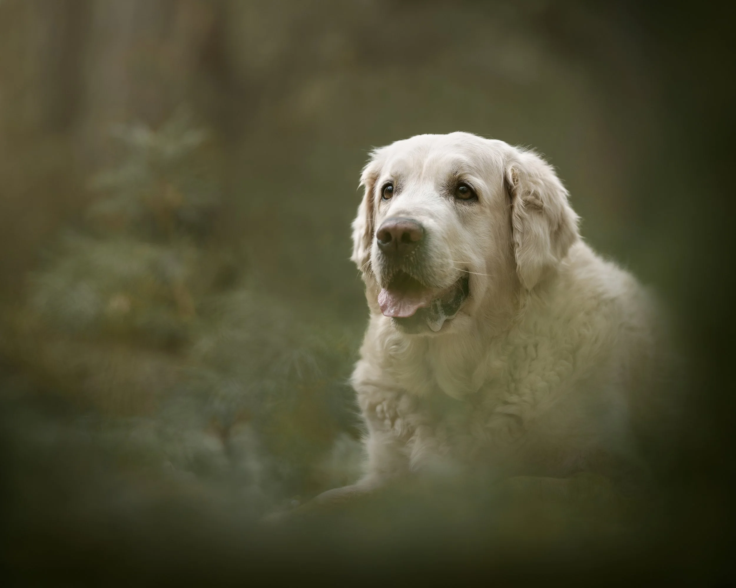 koerte pildistamine, koera foto, fotosessioon koer, koera pilt, koerafotostuudio, dog photography Estonia, pet photography Estonia, award-winning photographer, auhinnatud fotograaf, professionaalne, koeraportree, emotsionaalne, fine art