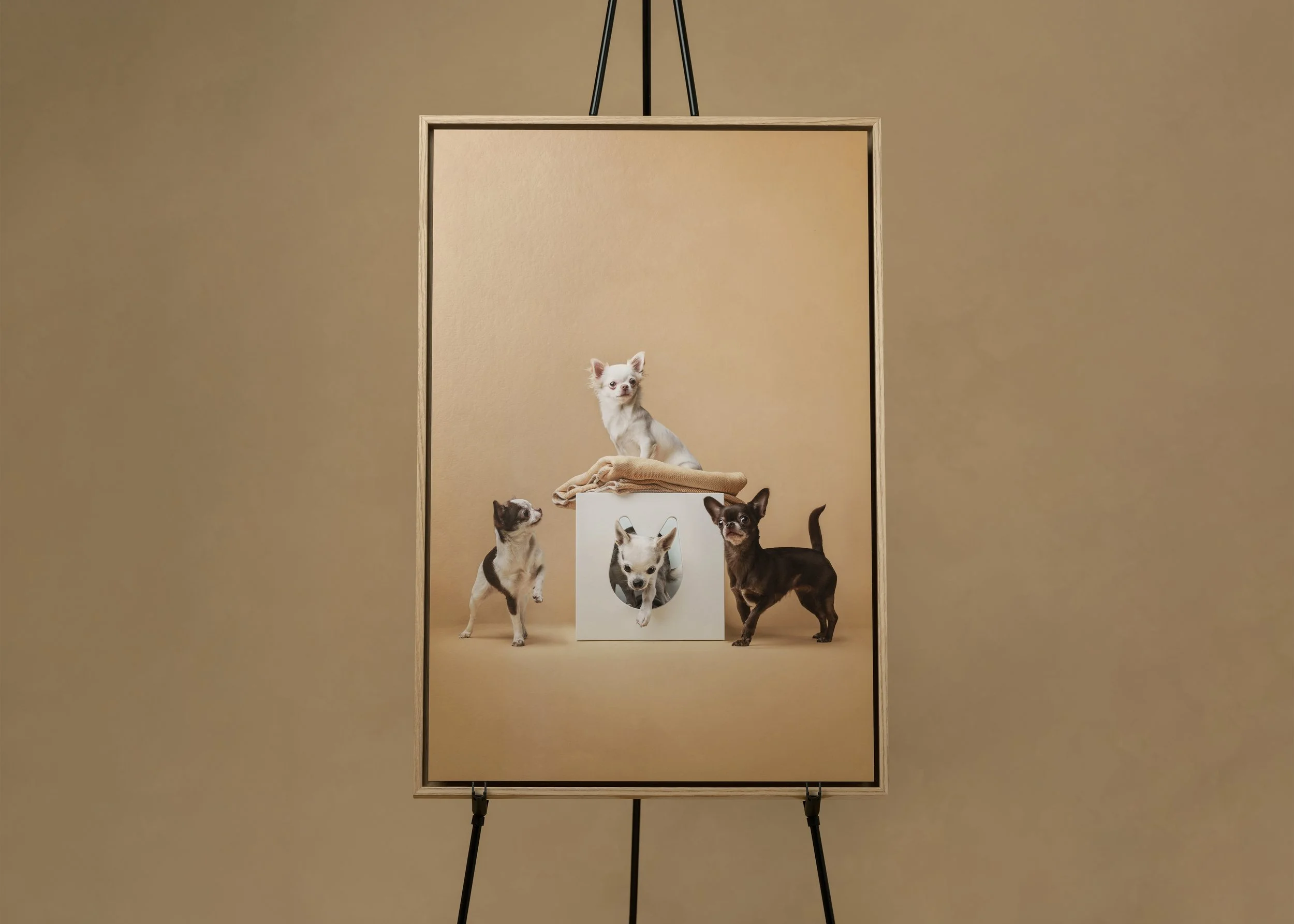 koerte pildistamine labrador Eesti Tartu koertefotograaf Kairi,  dog photographer Estonia, dog photography, dog studio photography