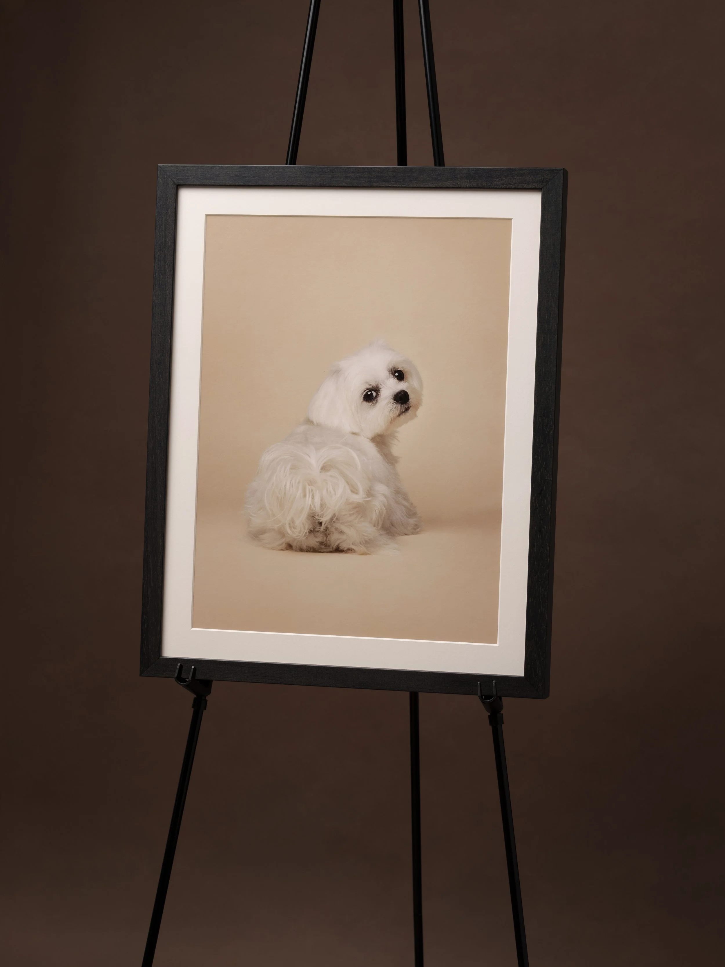 koerte pildistamine, Eesti, koertefotograaf, koera foto, fotosessioon koeraga, koera pildistamine, koerte fotograafia, koerte pildid, lemmiklooma pildistamine, lemmikloomafotograaf, dog photography Estonia, pet photographer Estonia, stuudiofotograafi