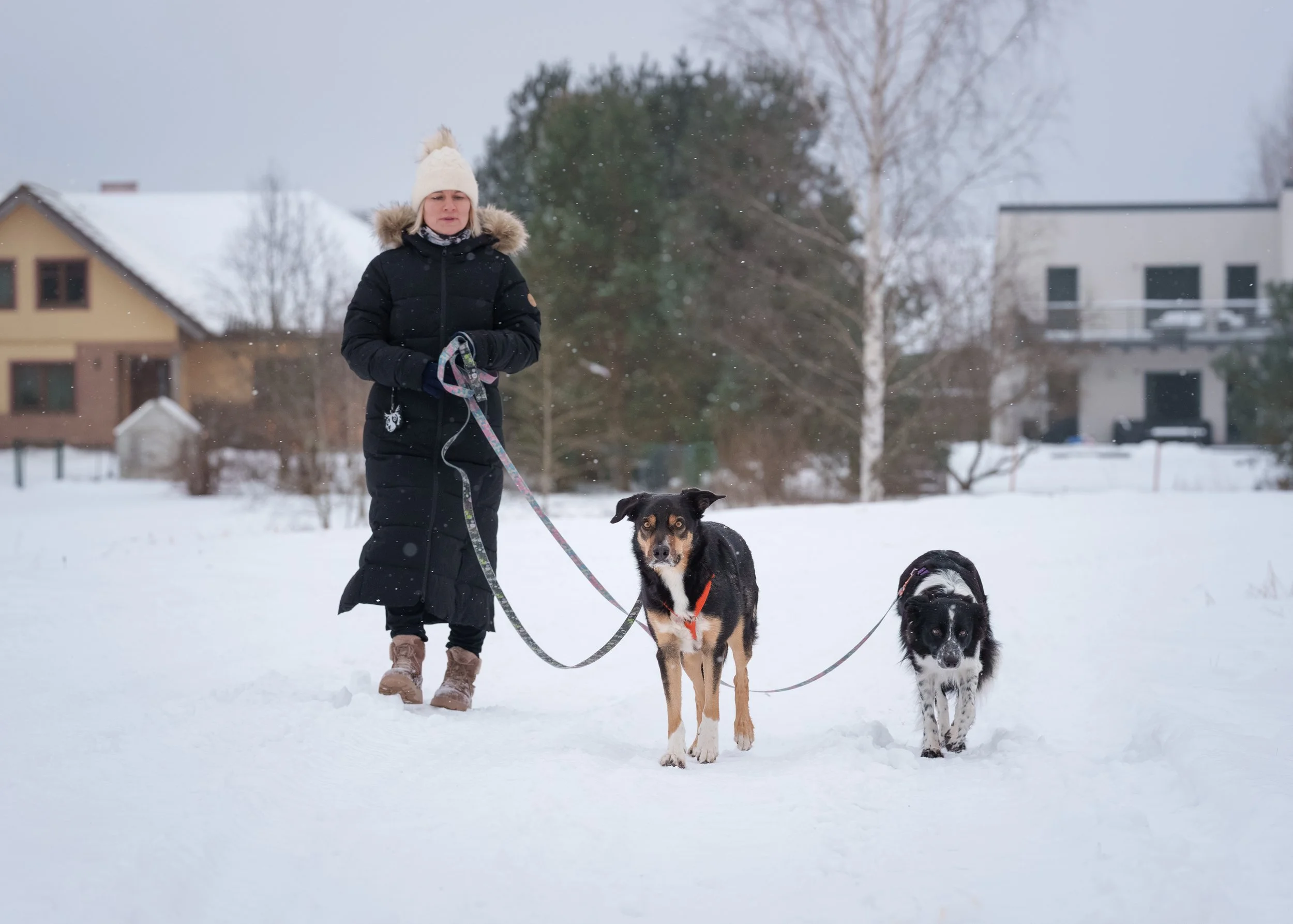 Koerte pildistamine, koertekool, koerte treener, koerafoto, foto võimendab, koerte jalutamine, koertekool fortem