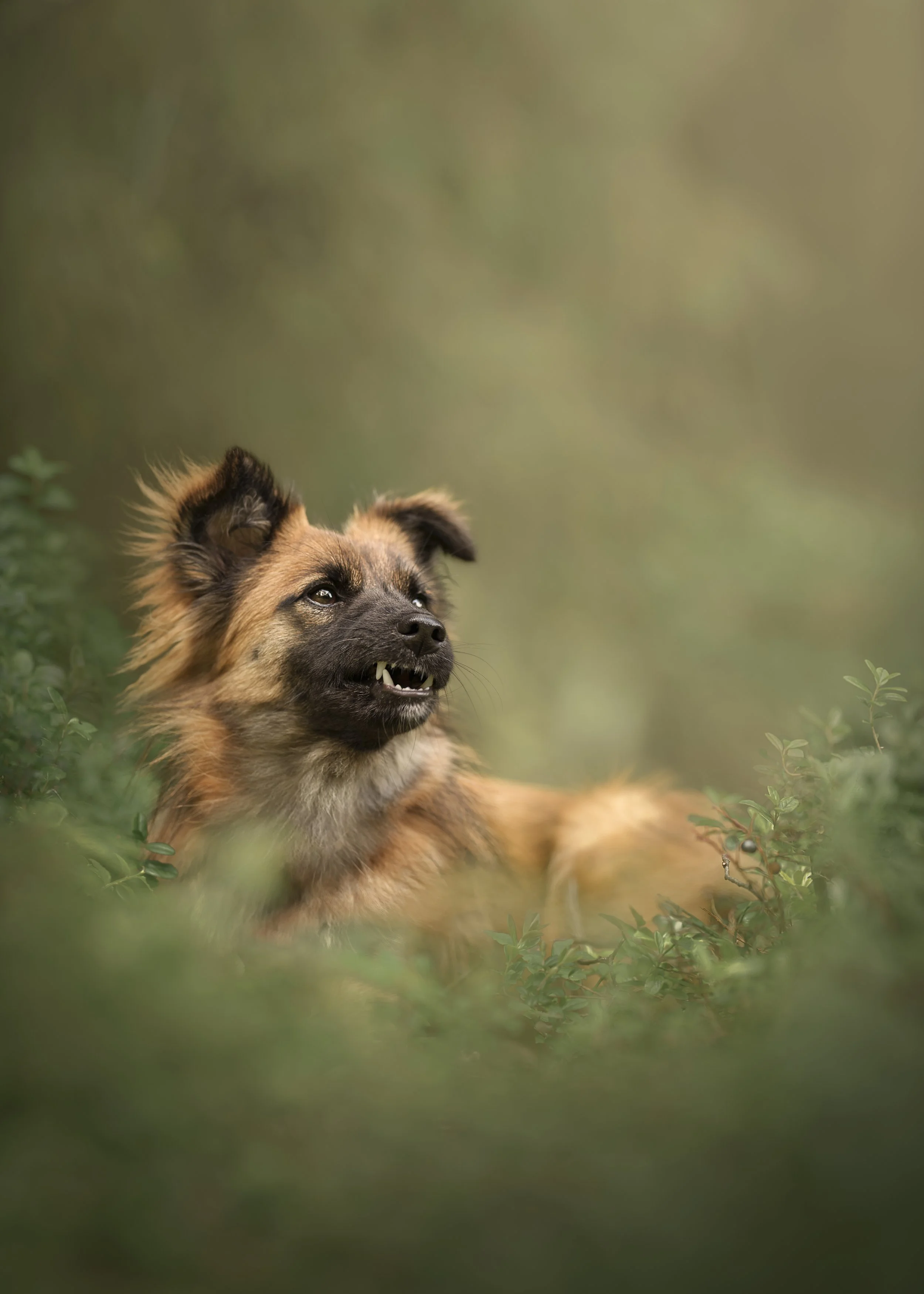 koerte pildistamine tallinn, eesti, dog photographer estonia