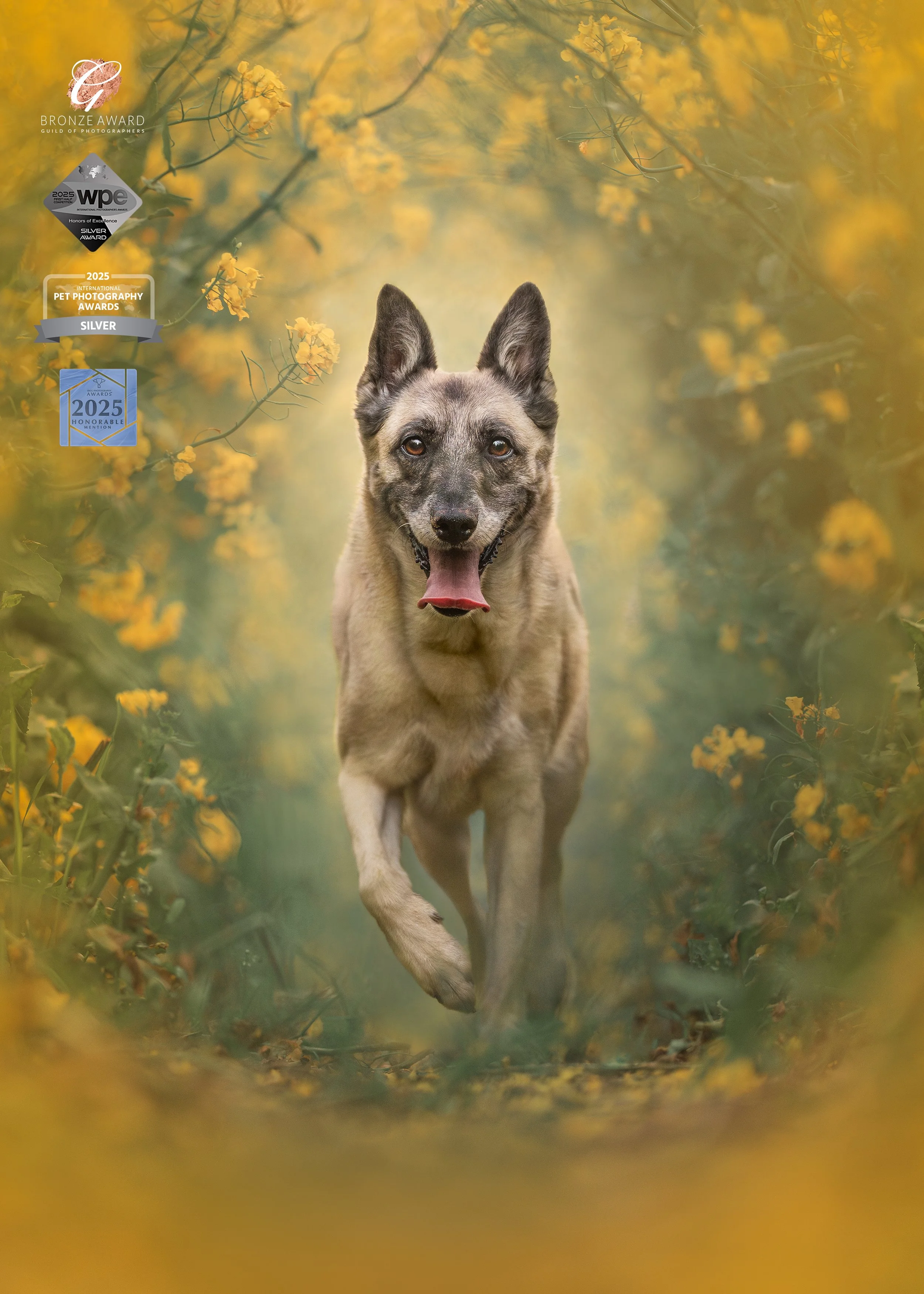 lemmiklooma pildistamine, koera foto, koerte pildistamine, koertefotograaf Kairi, koera pilt, lemmikloomafotograaf, koerafotostuudio, stuudio koer, stuudiofotograafia koer, dog photography Estonia, lemmikloomafotograaf, pet photographer, stuudiofotog