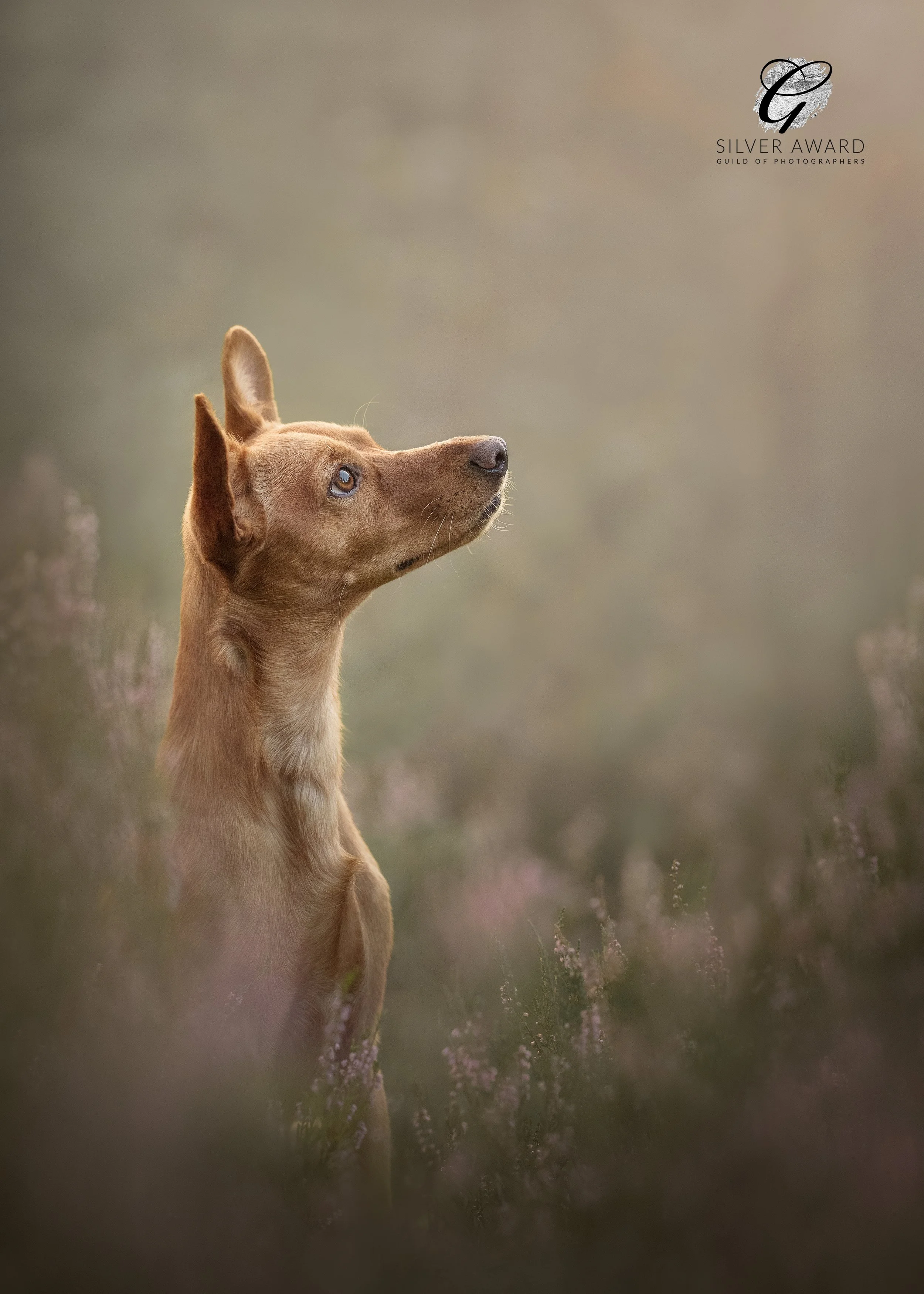 Koertefotograaf Kairi Eesti, koerte, koerafoto, koera pildid, fotosessioon koeraga, lemmiklooma pildistamine, koerte foto, lemmikloomafotograaf, koerafotostuudio, stuudio koer, stuudiofotograafia koer