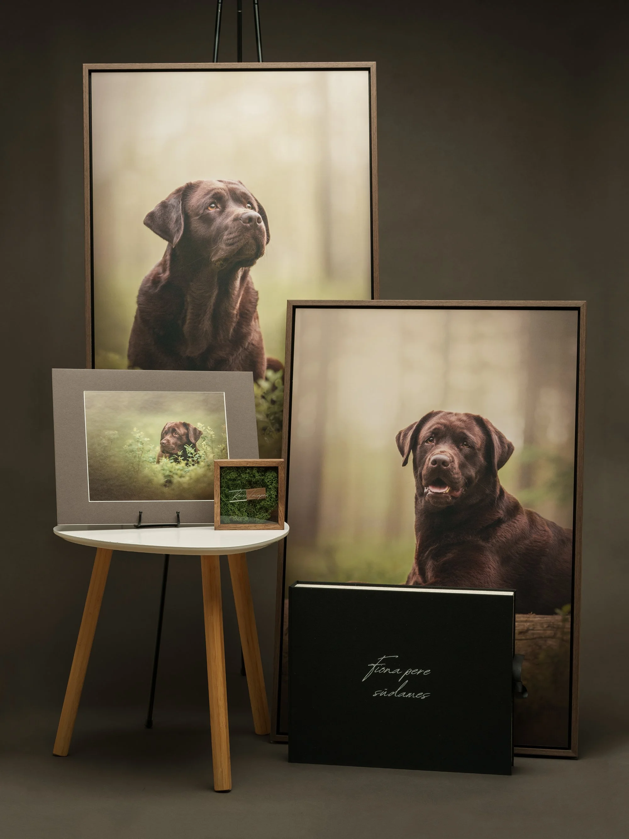 koerte pildistamine, Eesti, koertefotograaf, koera foto, fotosessioon koeraga, koera pildistamine, koerte fotograafia, koerte pildid, lemmiklooma pildistamine, lemmikloomafotograaf, dog photography Estonia, pet photographer Estonia, stuudiofotograafi
