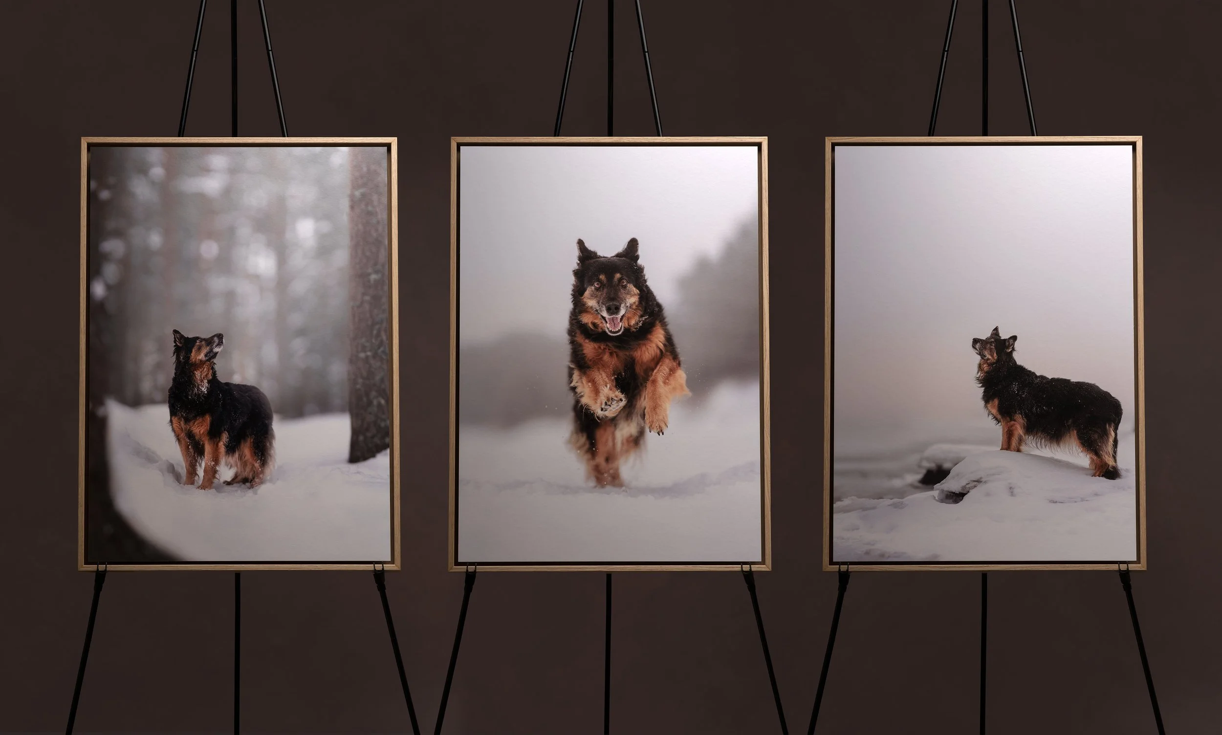 koerte pildistamine, Eesti, koertefotograaf, koera foto, fotosessioon koeraga, koera pildistamine, koerte fotograafia, koerte pildid, lemmiklooma pildistamine, lemmikloomafotograaf, koerafotostuudio, stuudio koer, stuudiofoto koer, dog photography Es