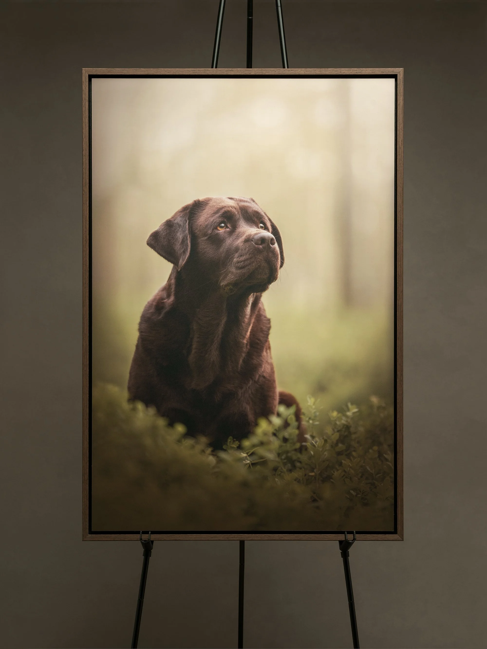 koerte pildistamine, Eesti, koertefotograaf, koera foto, fotosessioon koeraga, koera pildistamine, koerte fotograafia, koerte pildid, lemmiklooma pildistamine, lemmikloomafotograaf, dog photography Estonia, pet photographer Estonia, stuudiofotograafi