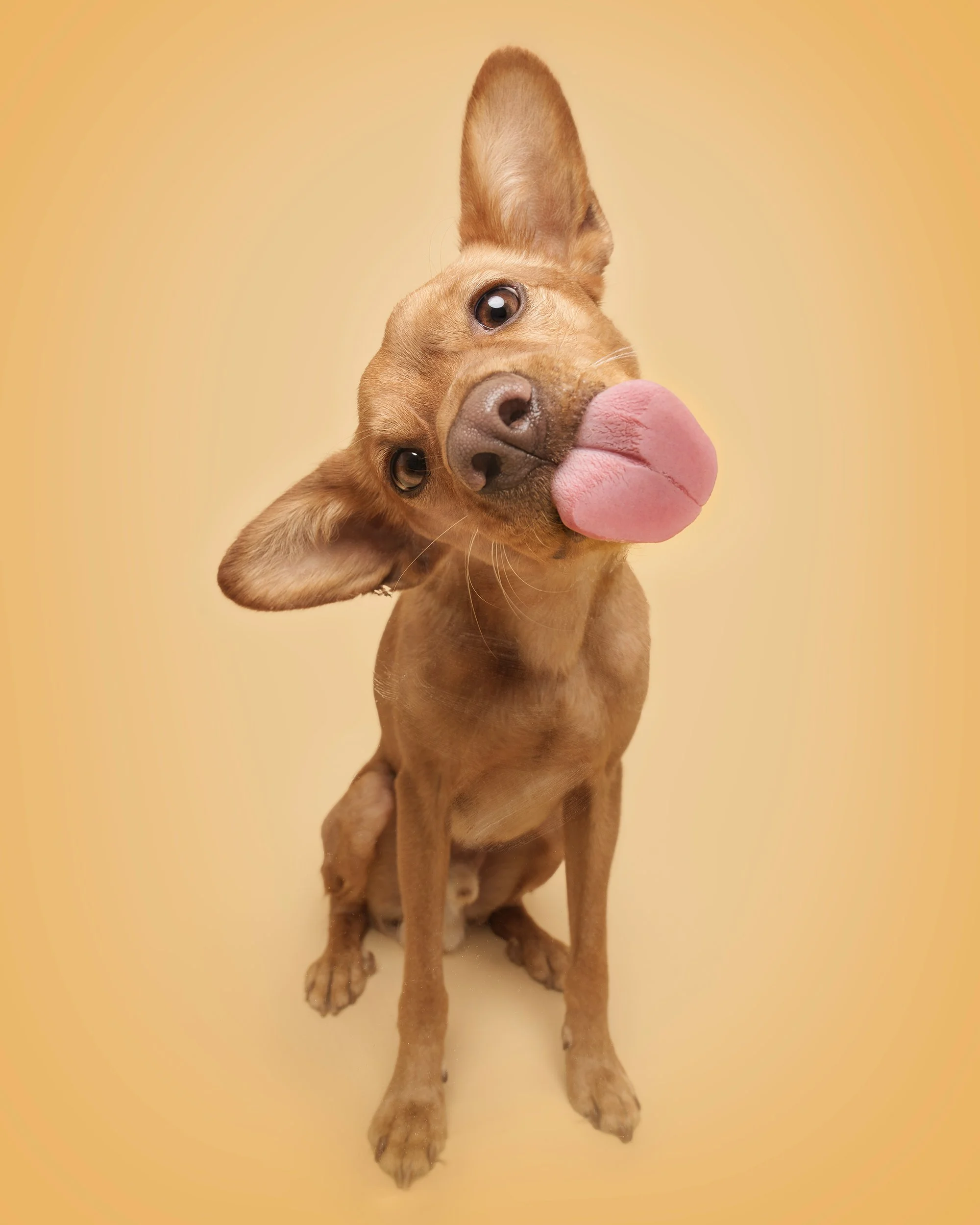 koerte pildistamine, Eesti, Tartu koertefotograaf Kairi, koerafoto, fotosessioon koeraga, koera pildistamine, koerte fotograafia, koerte pildid, lemmiklooma pildistamine, lemmikloomafotograaf, koerafotostuudio, stuudio koer, stuudiofotograafia koer, 