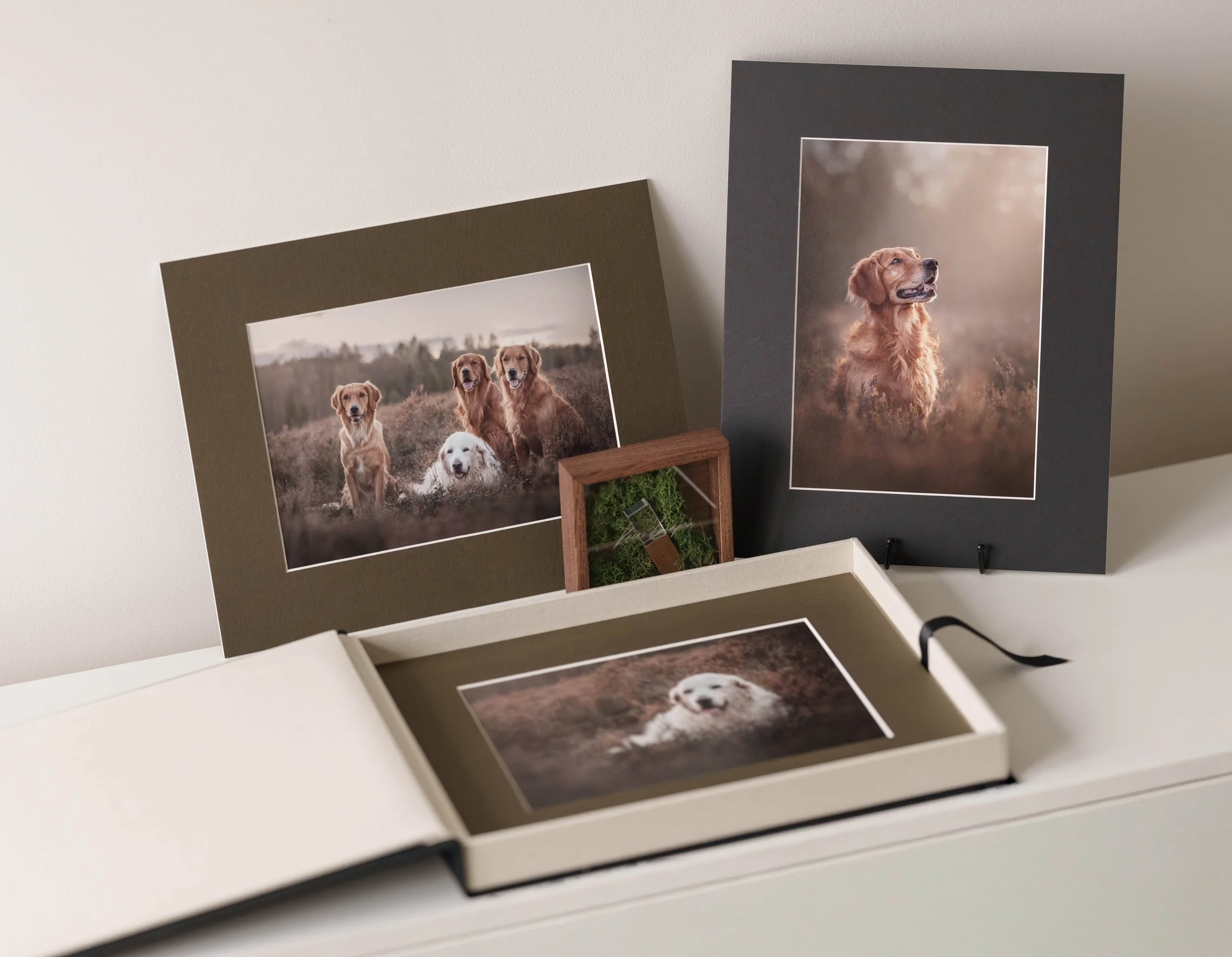 Kuldsed retriiverid Thrine, Sissy, Jasper ja Ronja - koerte pildistamine Põhja-Eesti looduses