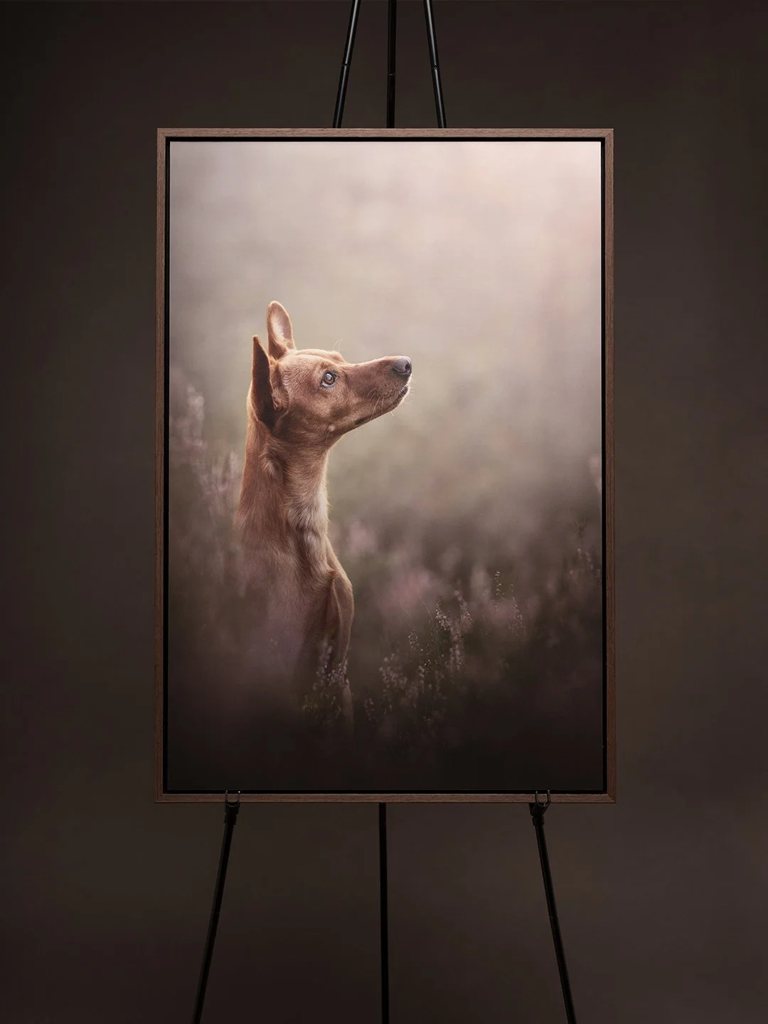 koerte pildistamine, koera foto, fotosessioon koer, koera pilt, koerafotostuudio, dog photography Estonia, pet photography Estonia, award-winning photographer, auhinnatud fotograaf, professionaalne, koeraportree, emotsionaalne, fine art
