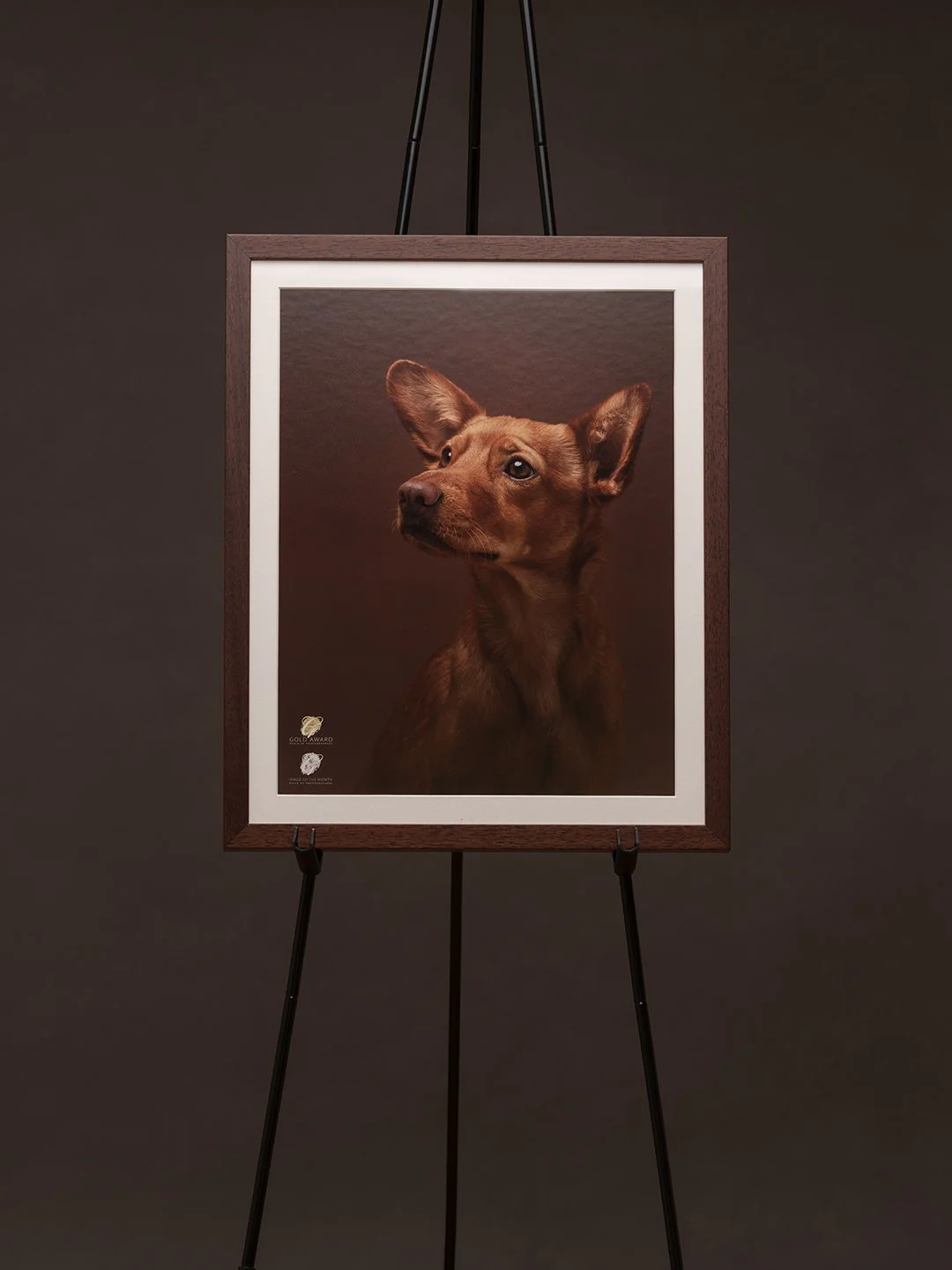 koerte pildistamine, Eesti, koertefotograaf, koera foto, fotosessioon koeraga, koera pildistamine, koerte fotograafia, koerte pildid, lemmiklooma pildistamine, lemmikloomafotograaf, koerafotostuudio, stuudio koer, stuudiofoto koer, dog photography Es