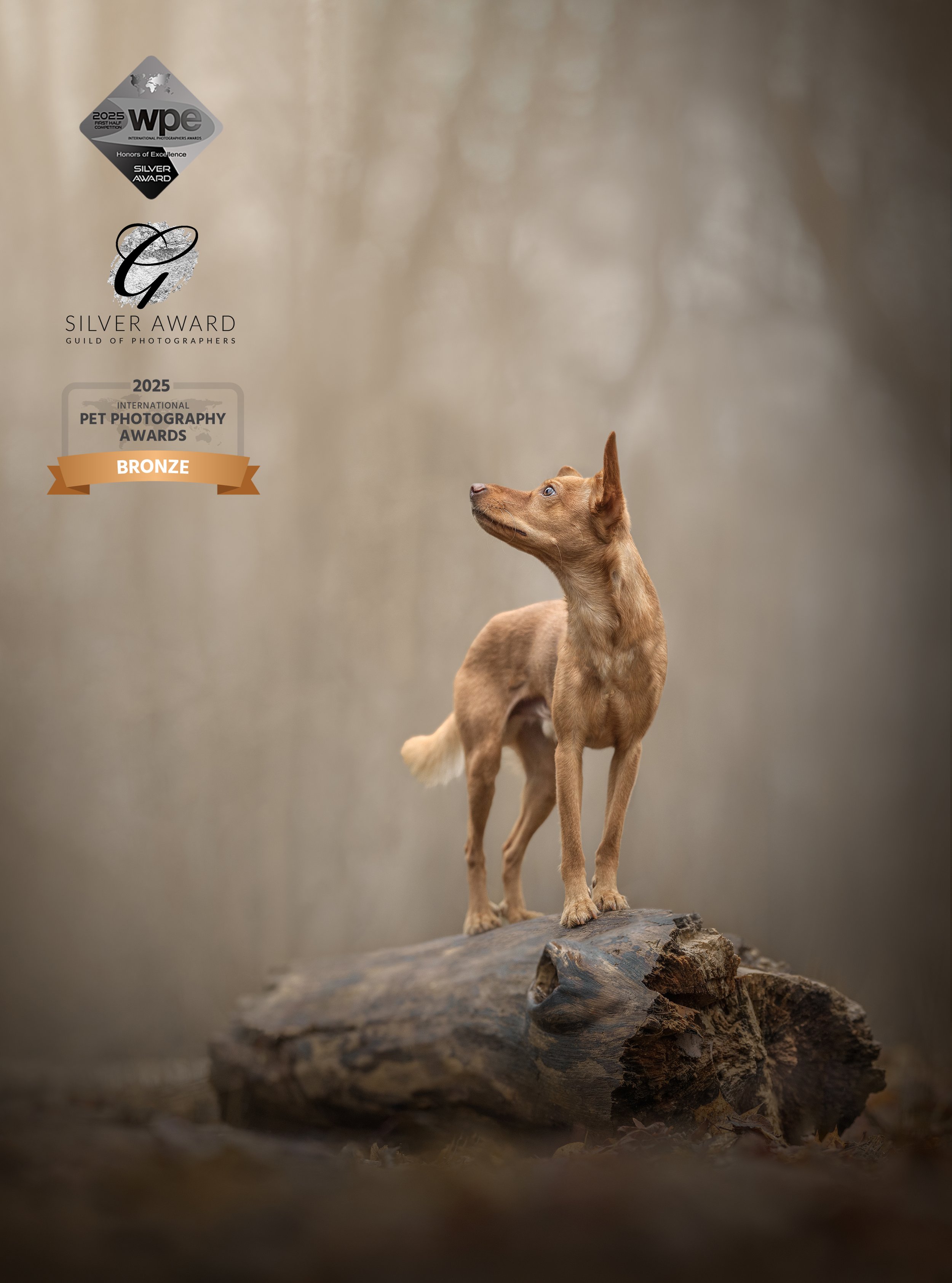 koeraportree, koerte pildistamine, terevisioon, koerte pildistamine