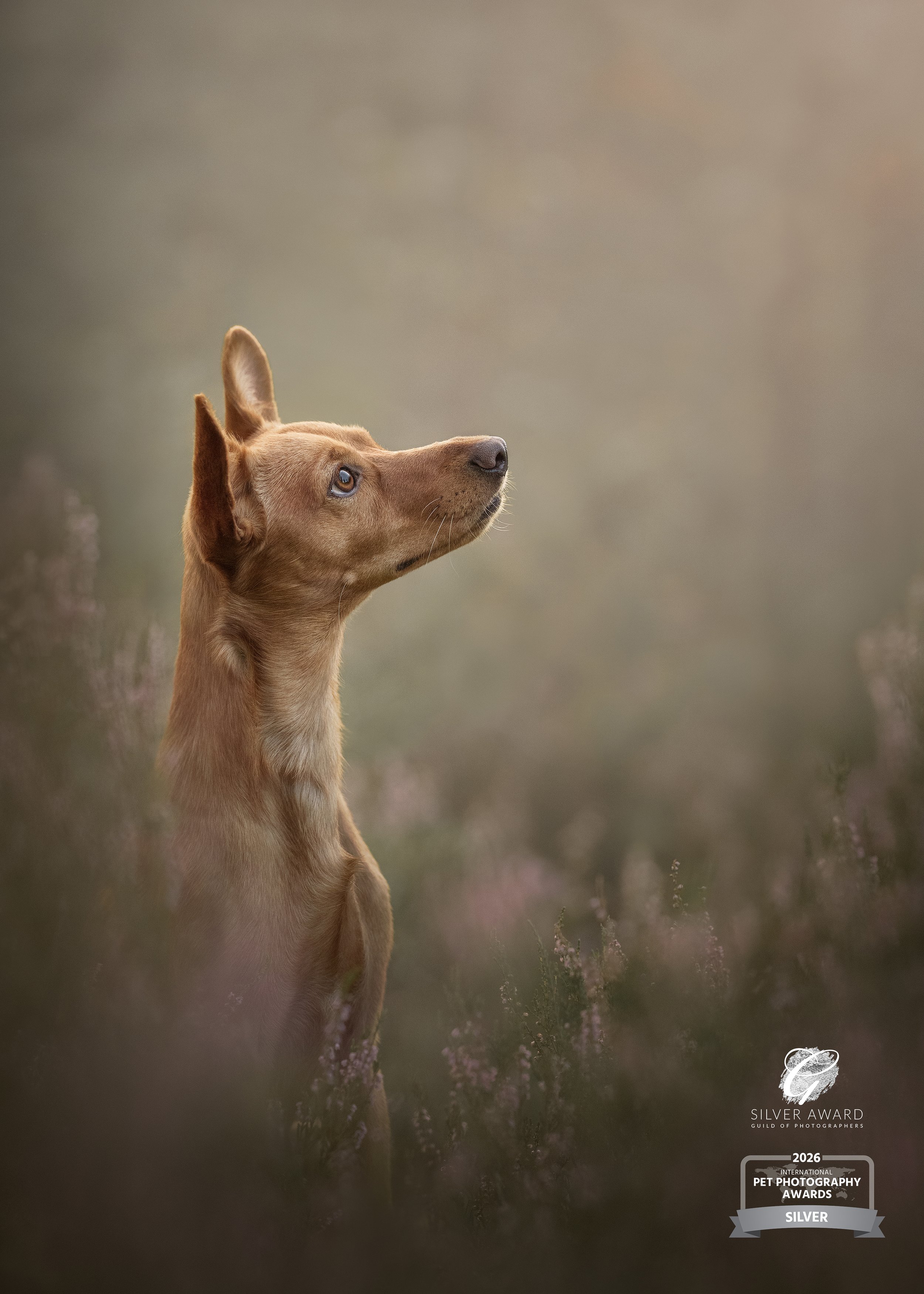 Koertefotograaf Kairi Eesti, koerte, koerafoto, koera pildid, fotosessioon koeraga, lemmiklooma pildistamine, koerte foto, lemmikloomafotograaf, koerafotostuudio, stuudio koer, stuudiofotograafia koer, dog photography, Estonia, dog photos, profession