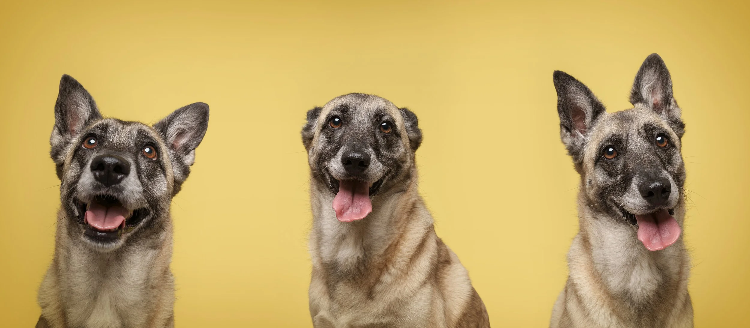 koerte pildistamine, Eesti, Tartu koertefotograaf Kairi, koerafoto, fotosessioon koeraga, koera pildistamine, koerte fotograafia, koerte pildid, lemmiklooma pildistamine, lemmikloomafotograaf, koerafotostuudio, stuudio koer, stuudiofotograafia koer, 