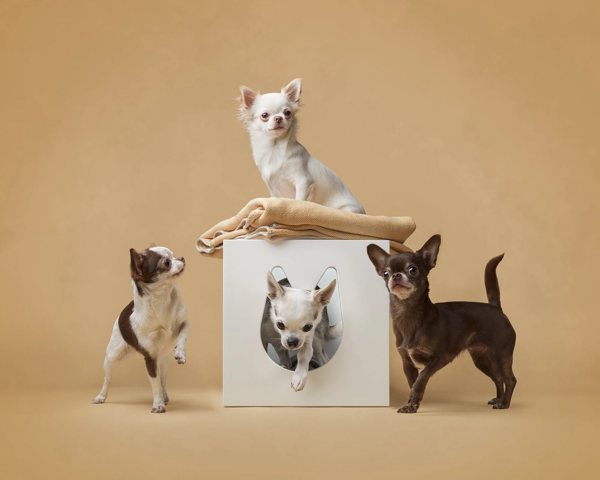 koerte pildistamine, koera pilt, Eesti, koertefotograaf Kairi, koerafoto, fotosessioon koeraga, koera pildistamine, koerte fotograafia, koerte pildid, lemmiklooma pildistamine, lemmikloomafotograaf, koerafotostuudio, stuudio koer, stuudiofotograafia 