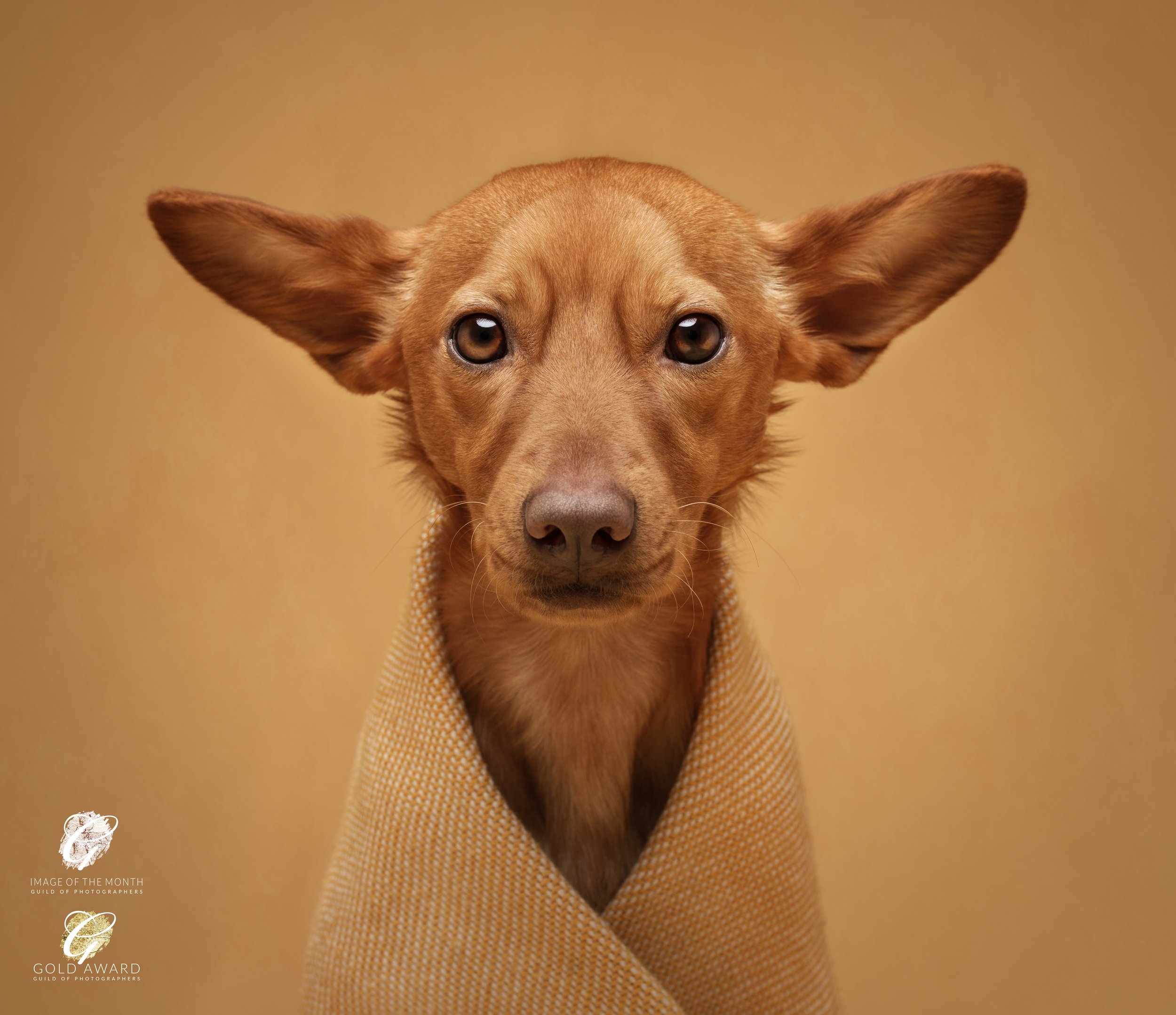 koerte pildistamine, Eesti, Tartu koertefotograaf Kairi, koerafoto, fotosessioon koeraga, koera pildistamine, koerte fotograafia, koerte pildid, lemmiklooma pildistamine, lemmikloomafotograaf, koerafotostuudio, stuudio koer, stuudiofotograafia koer, 