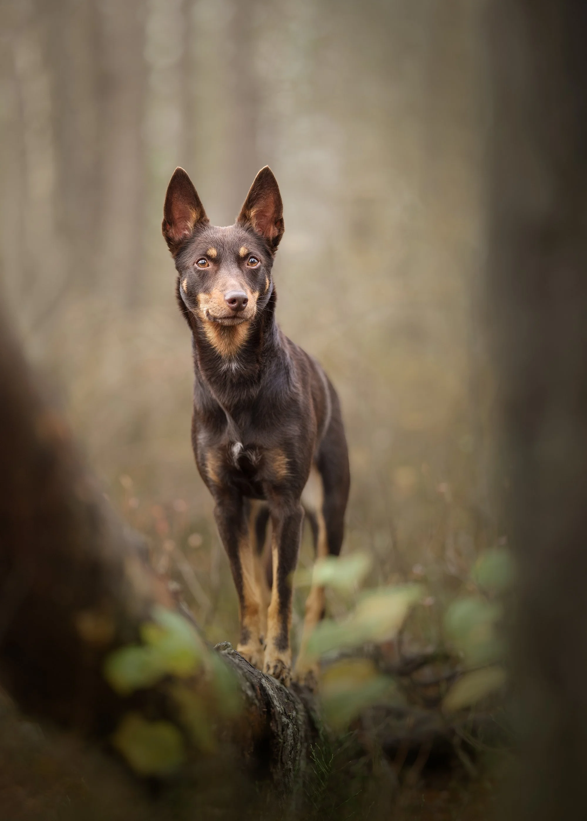 koertefotograaf Kairi, loomafotograaf, koerafotostuudio, koerafoto, koerte pildistamine, dog photography nature, Estonia