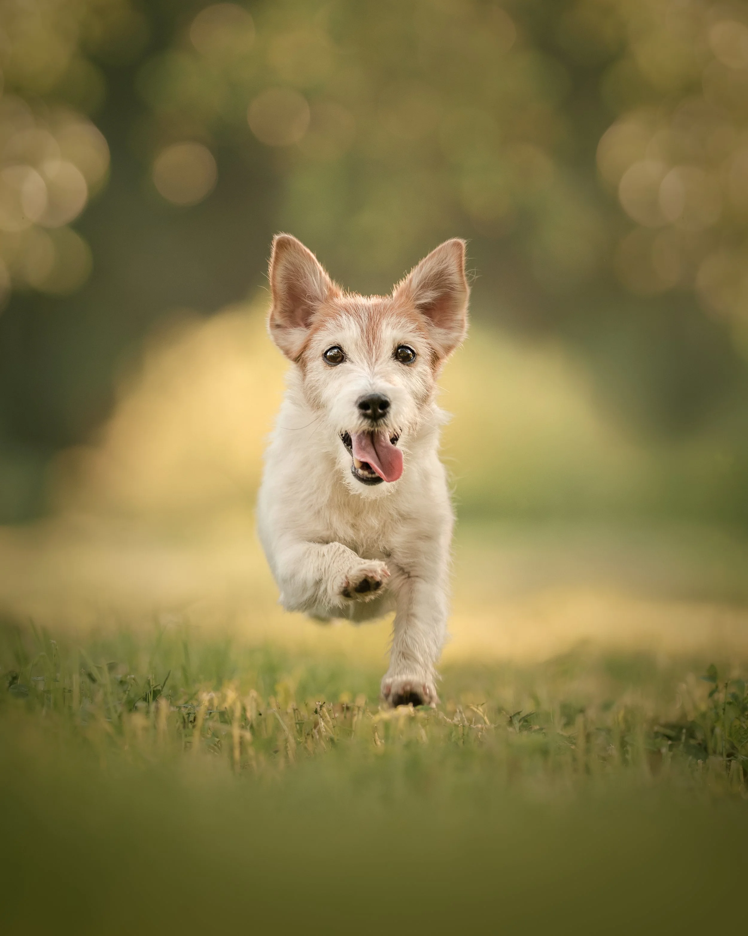 koerte pildistamine, koera foto, fotosessioon koer, koera pilt, koerafotostuudio, dog photography Estonia, pet photography Estonia, award-winning photographer, auhinnatud fotograaf, professionaalne, koeraportree, emotsionaalne, fine art