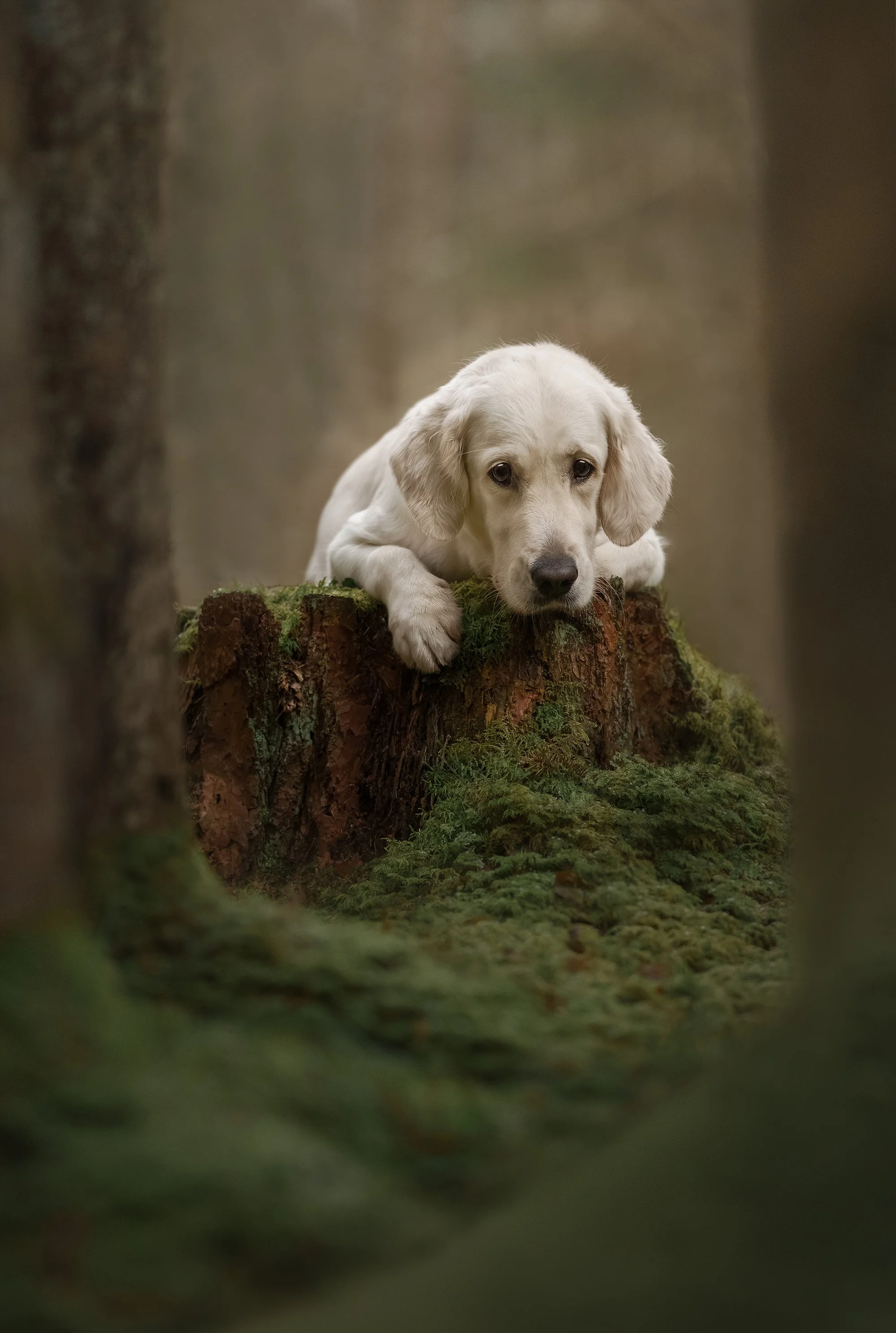 koerte pildistamine, koera pilt, Eesti, koertefotograaf Kairi, koerafoto, fotosessioon koeraga, koera pildistamine, koerte fotograafia, koerte pildid, lemmiklooma pildistamine, lemmikloomafotograaf, koerafotostuudio, stuudio koer, stuudiofotograafia 