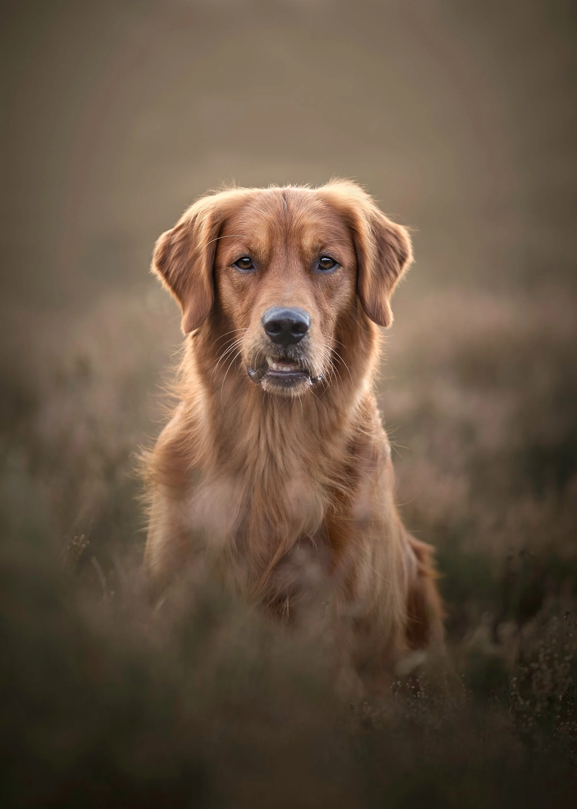 koerte pildistamine, Eesti, koertefotograaf Kairi, koerafoto, fotosessioon koeraga, koera pildistamine, koerte fotograafia, koerte pildid, lemmiklooma pildistamine, lemmikloomafotograaf, koerafotostuudio, stuudio koer, stuudiofotograafia koer, dog ph