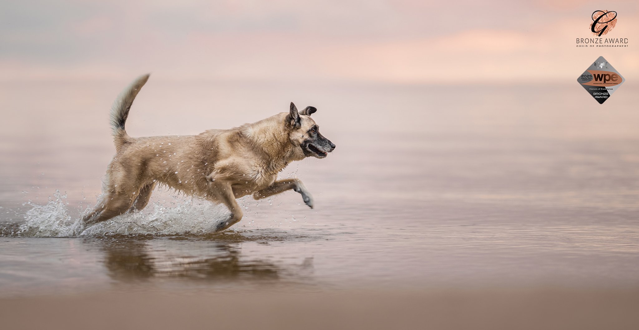 lemmiklooma pildistamine, koera foto, koerte pildistamine, koertefotograaf Kairi, koera pilt, lemmikloomafotograaf, koerafotostuudio, stuudio koer, stuudiofotograafia koer, dog photography Estonia, lemmikloomafotograaf, pet photographer, stuudiofotog