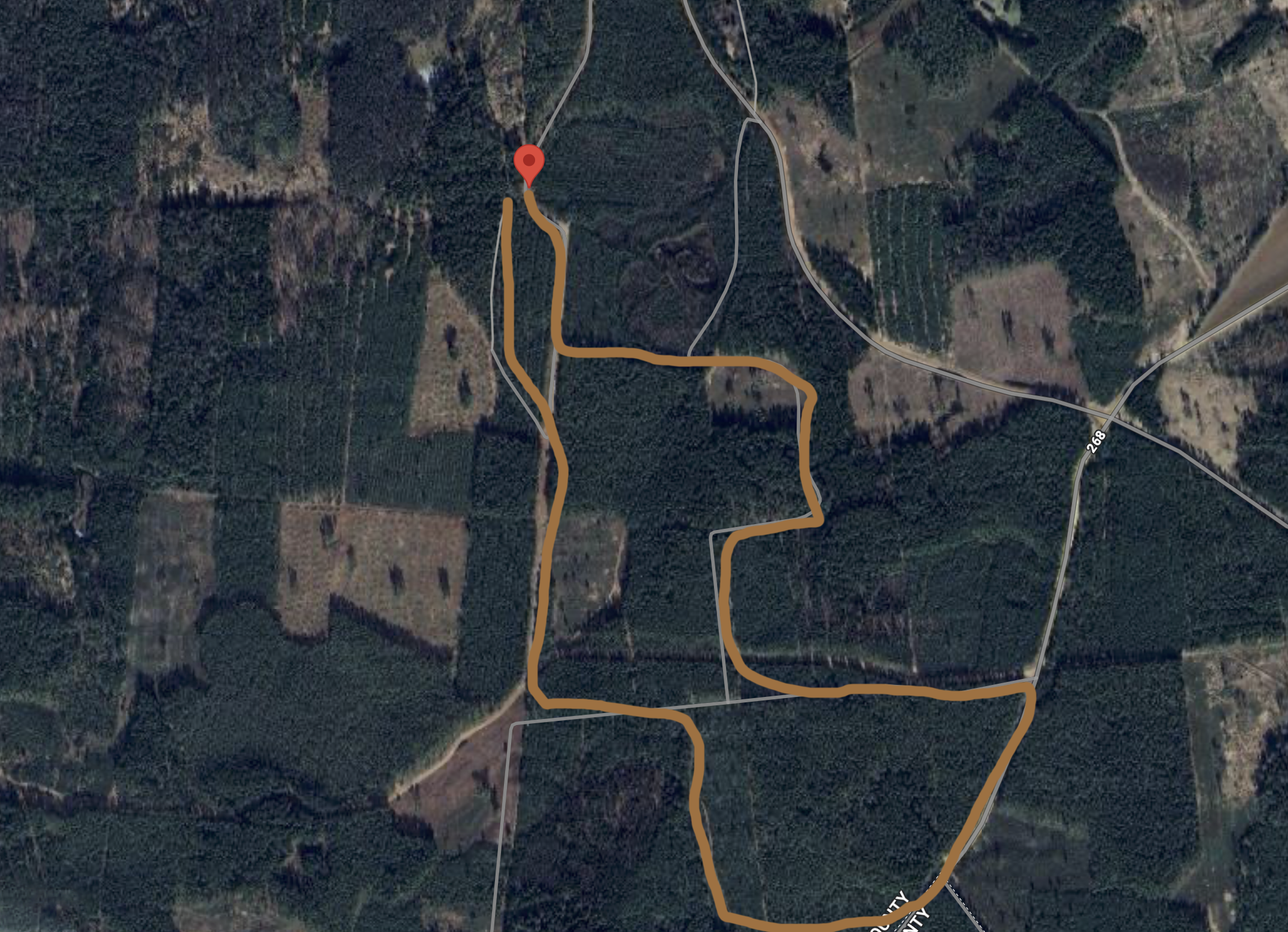 Üniküla koeraga matkama koerte pildistamine