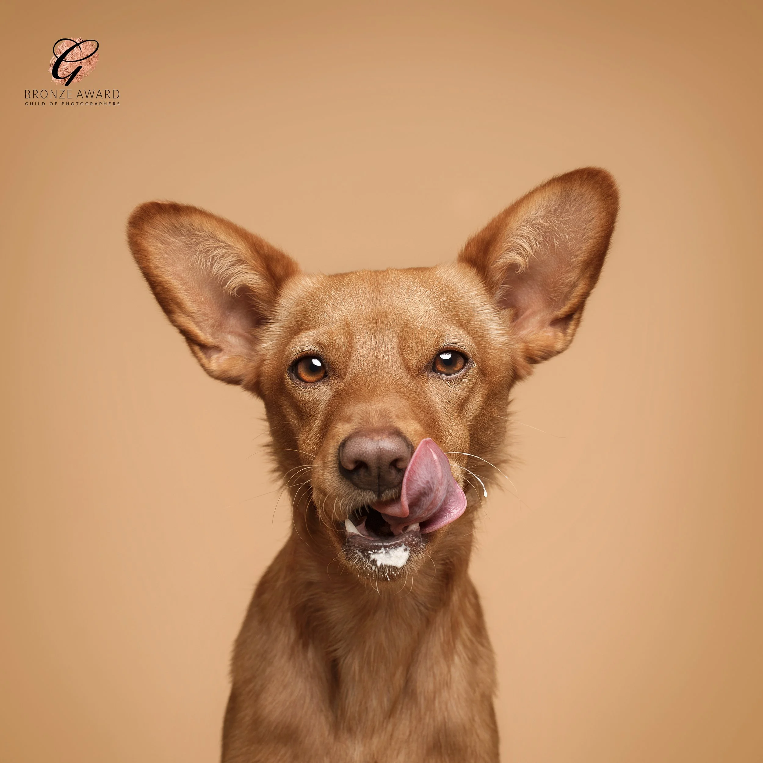 koera foto, koera pilt, koeraga jalutama, koerafotostuudio, koerte pildistamine, lemmikloomafotograaf, koera portree